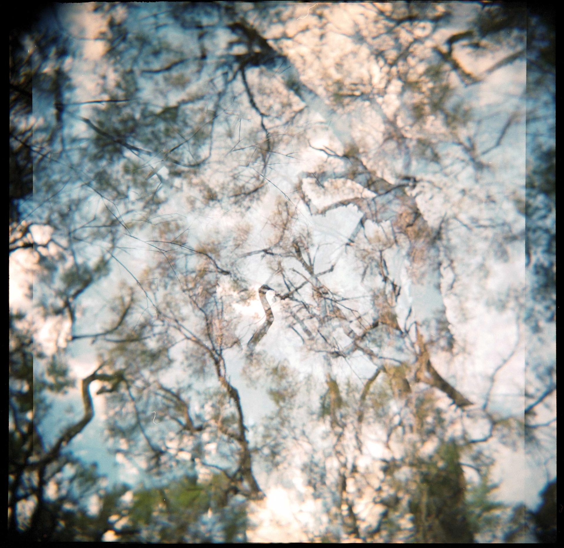 Upwards view from underneath trees.