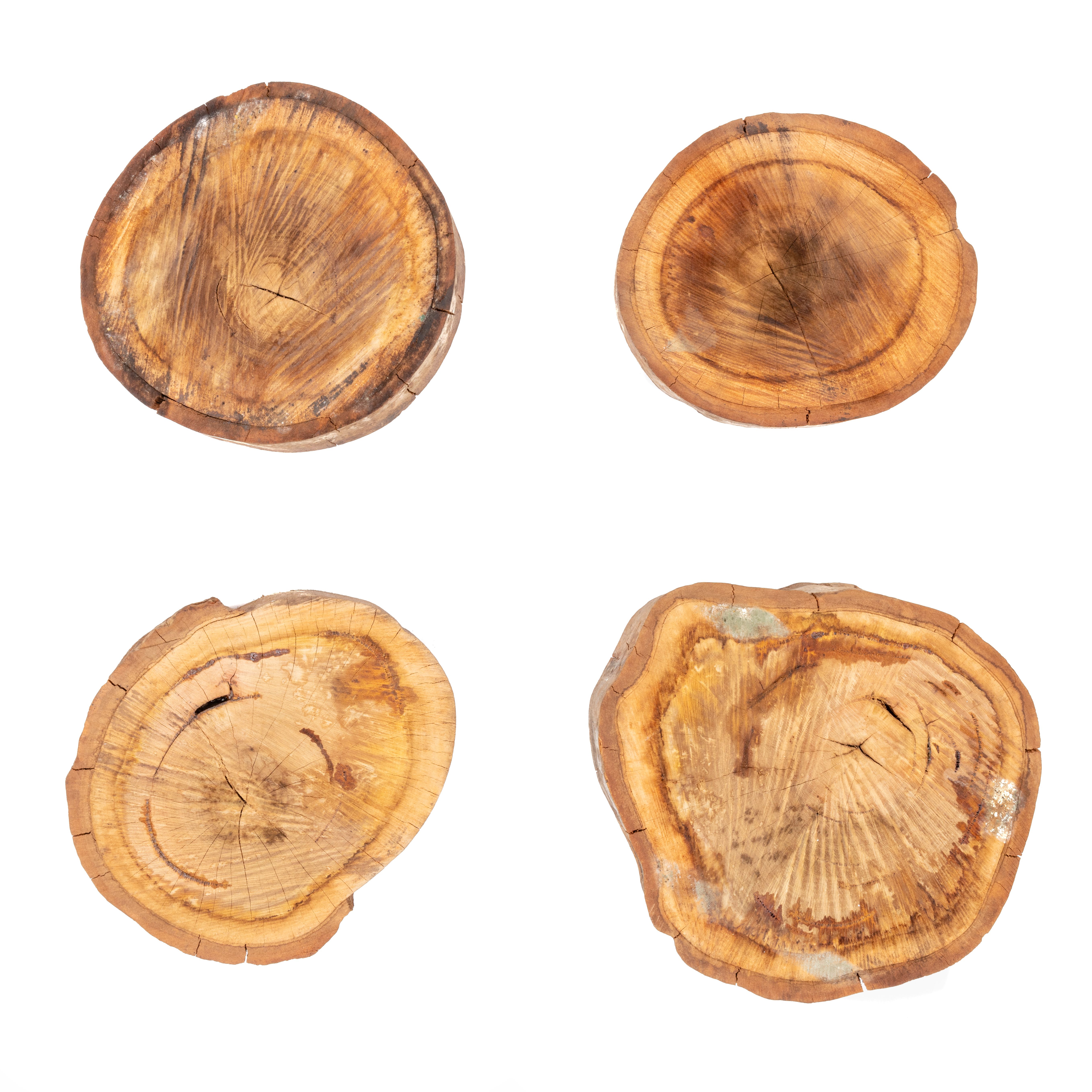 Four tree samples from the old research plantation at Castle Hill, used to test carbon and atomic signatures relating to nuclear testing in Australia.
