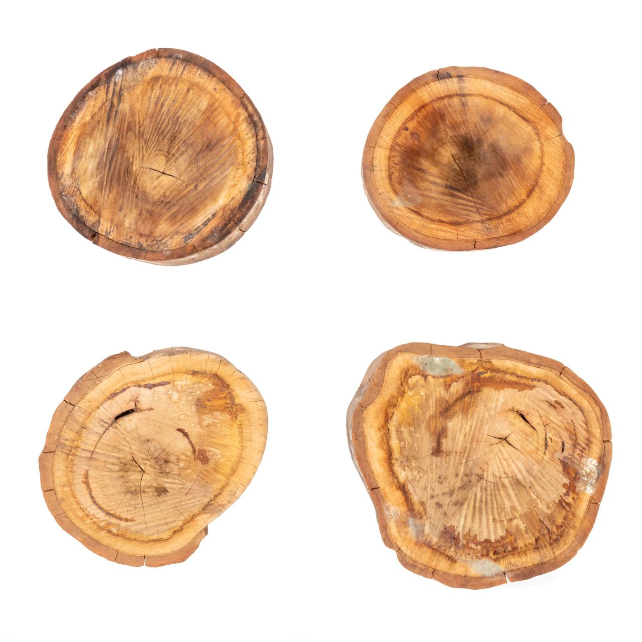 Four tree samples from the old research plantation at Castle Hill, used to test carbon and atomic signatures relating to nuclear testing in Australia.