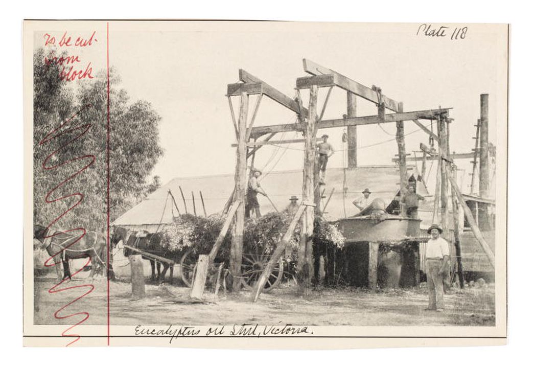 Black and white photographic proof of a eucalyptus oil distillery