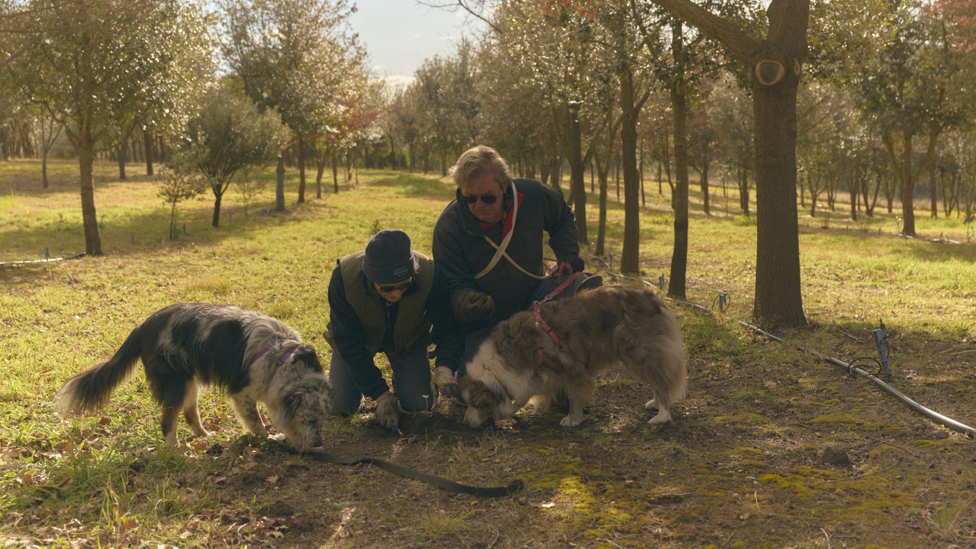 Two people kneel on the ground in a wooded area, closely observing as two dogs sniff the earth. The scene is set in a grove with rows of trees, and sunlight filters through the branches, creating a warm, dappled light. The individuals and dogs appear focused, likely searching for something in the soil, with the calm, natural surroundings enhancing the sense of quiet concentration.