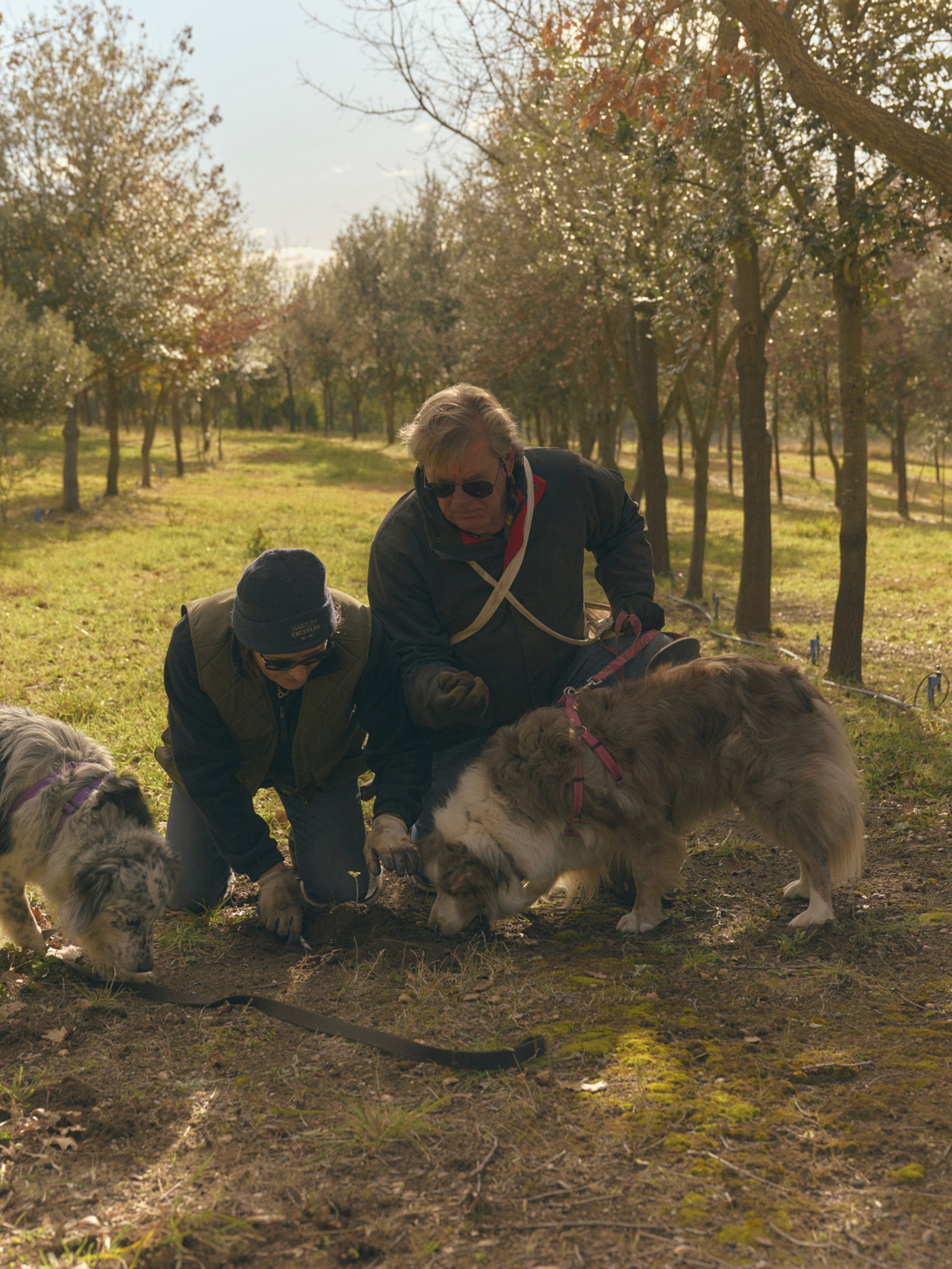 Two people kneel on the ground in a wooded area, closely observing as two dogs sniff the earth. The scene is set in a grove with rows of trees, and sunlight filters through the branches, creating a warm, dappled light. The individuals and dogs appear focused, likely searching for something in the soil, with the calm, natural surroundings enhancing the sense of quiet concentration.