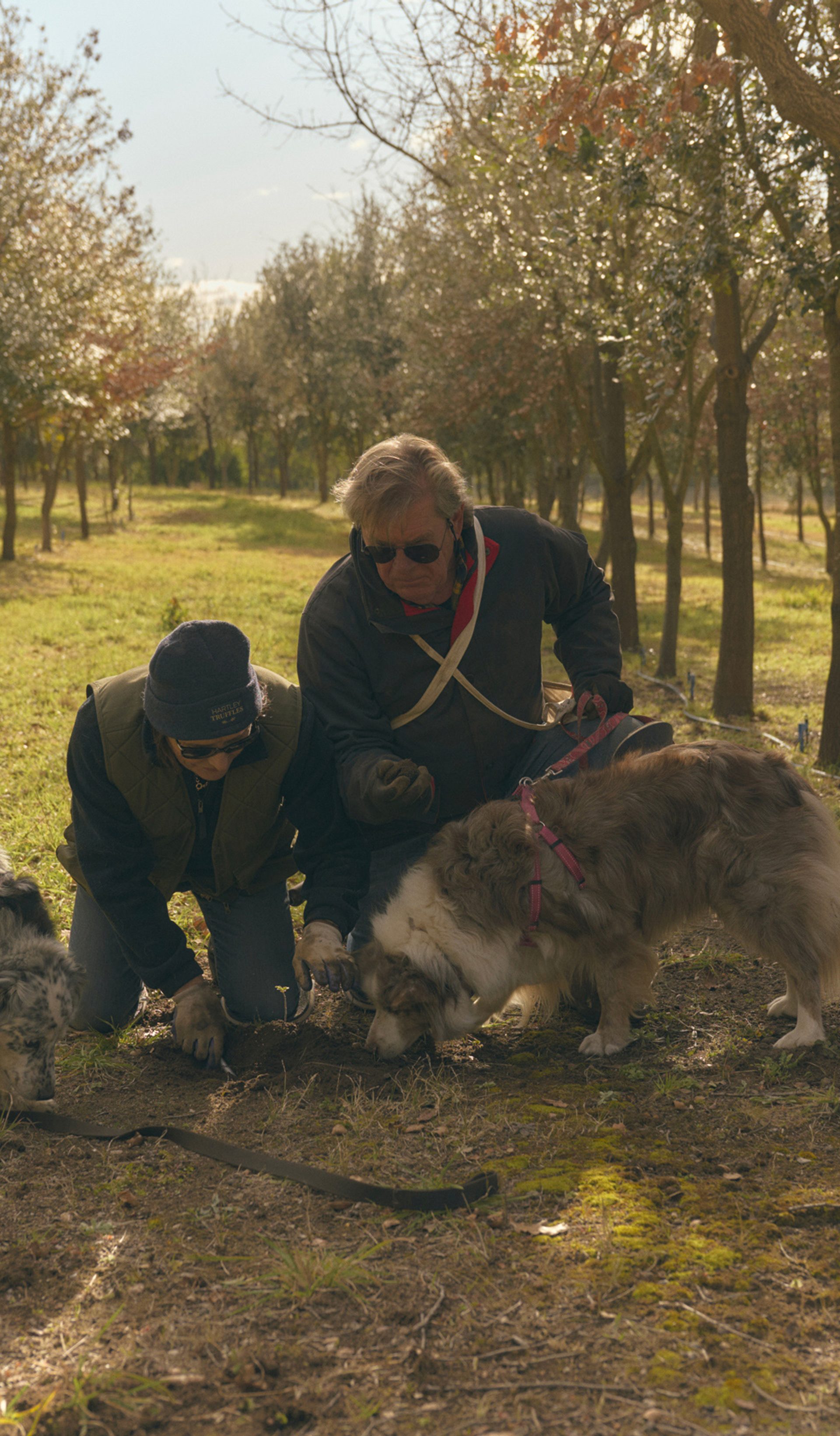Two people kneel on the ground in a wooded area, closely observing as two dogs sniff the earth. The scene is set in a grove with rows of trees, and sunlight filters through the branches, creating a warm, dappled light. The individuals and dogs appear focused, likely searching for something in the soil, with the calm, natural surroundings enhancing the sense of quiet concentration.