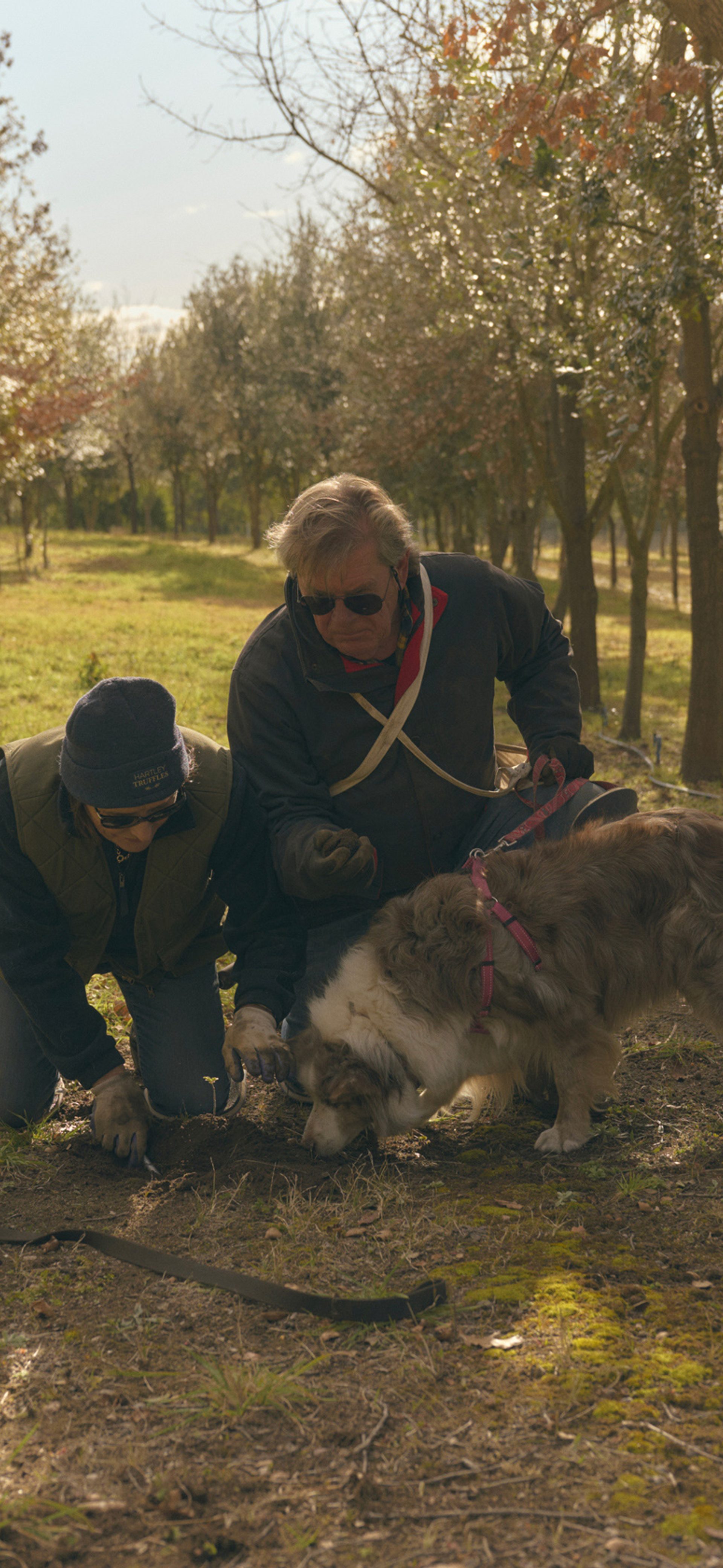Truffle Farming | Hartley Truffles