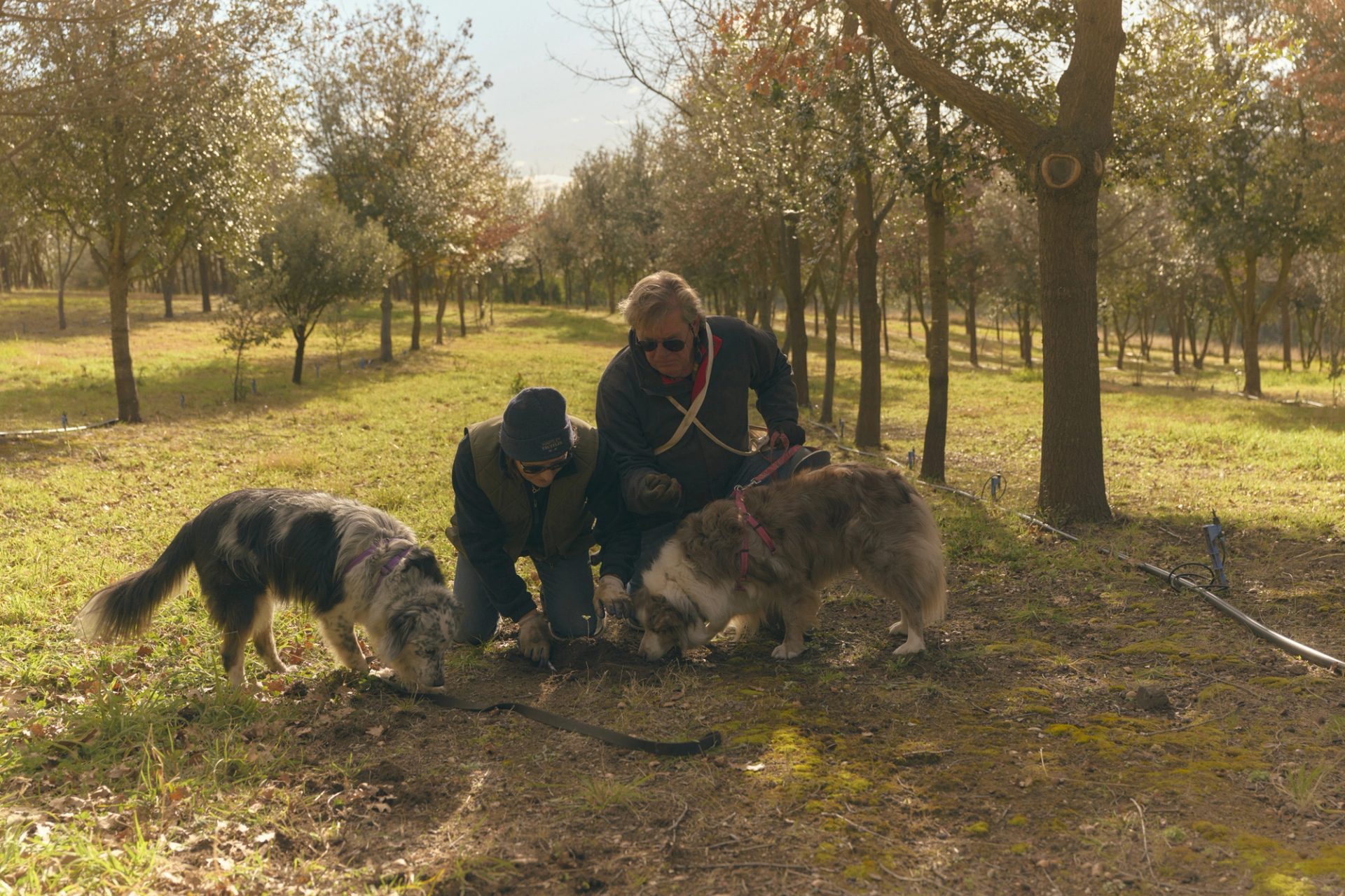 Two people kneel on the ground in a wooded area, closely observing as two dogs sniff the earth. The scene is set in a grove with rows of trees, and sunlight filters through the branches, creating a warm, dappled light. The individuals and dogs appear focused, likely searching for something in the soil, with the calm, natural surroundings enhancing the sense of quiet concentration.