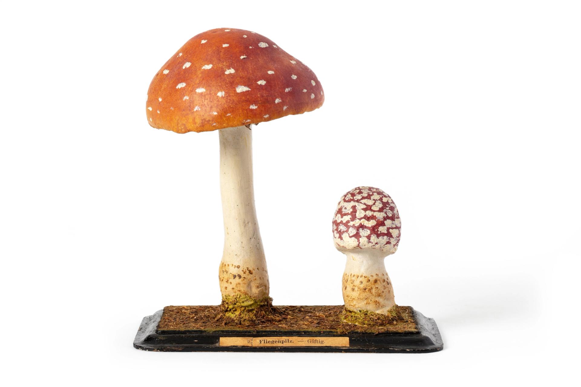 Handcrafted educational model depicting two Amanita muscaria mushrooms commonly known as the fly agaric or fly amanita, one mature and one immature positioned on a rectangular base with a paper label stating the name in German. Both specimens feature white stems with bulbous volvas marked in brown and defined white rings. The gills are white with subtle brown detailing. The mature mushroom displays a red cap with pronounced scales and white spots, while the smaller, immature specimen has an egg-shaped cap with less-defined spots.