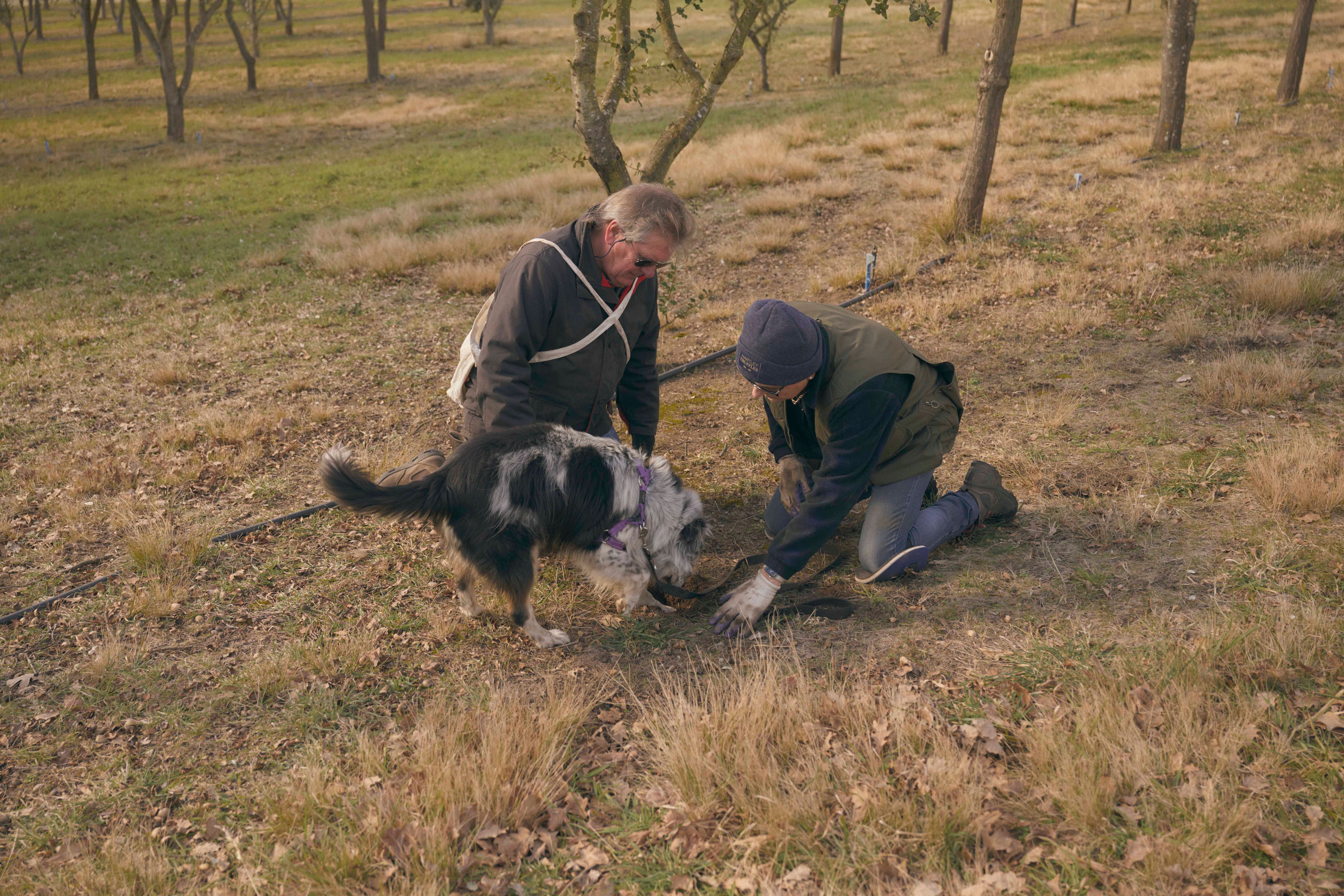 Couple of figures with a dog, touching grass.
