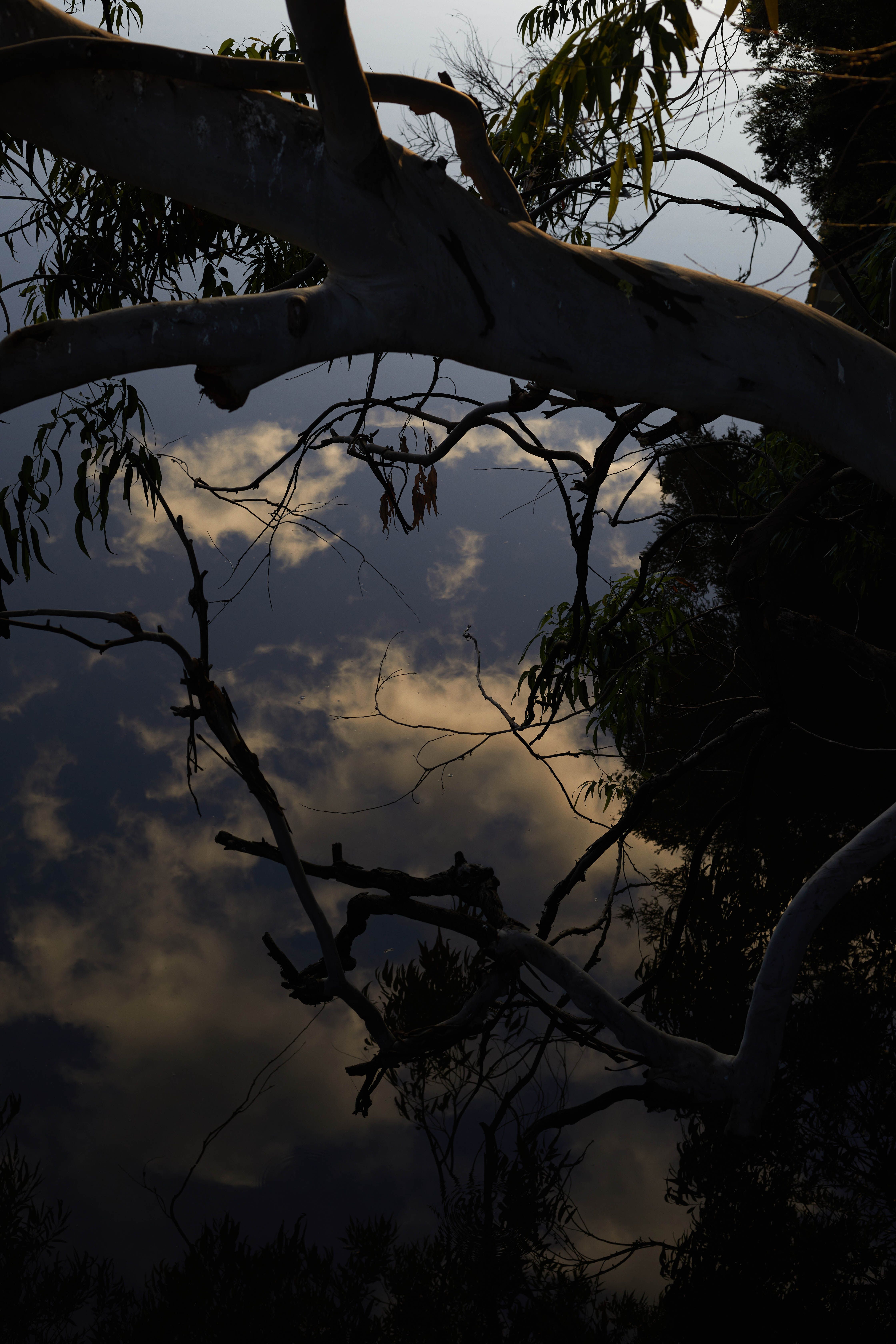 Tree brances hovering above a reflection of water that shows the clouds and dusty blue sky.
