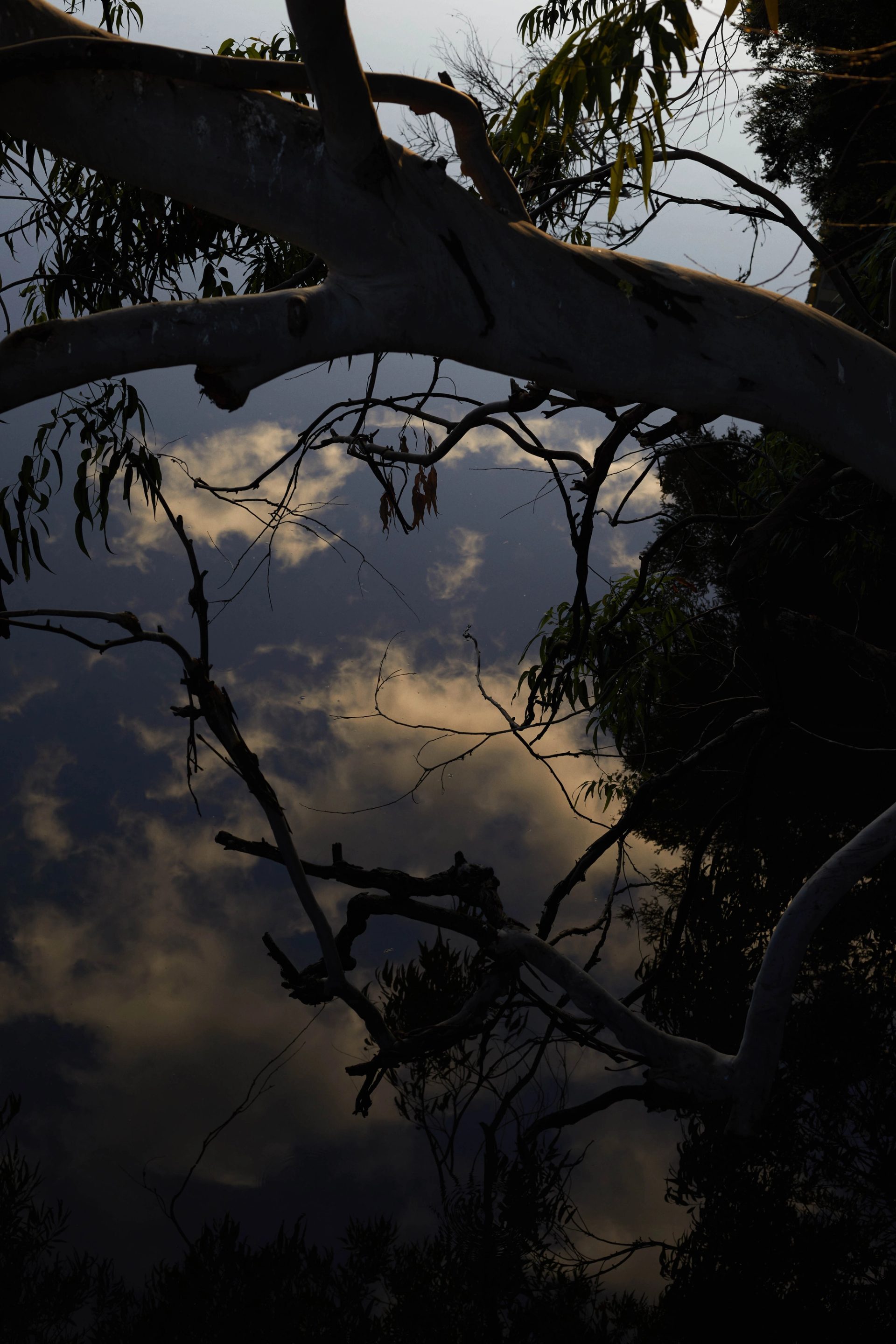 Tree brances hovering above a reflection of water that shows the clouds and dusty blue sky.