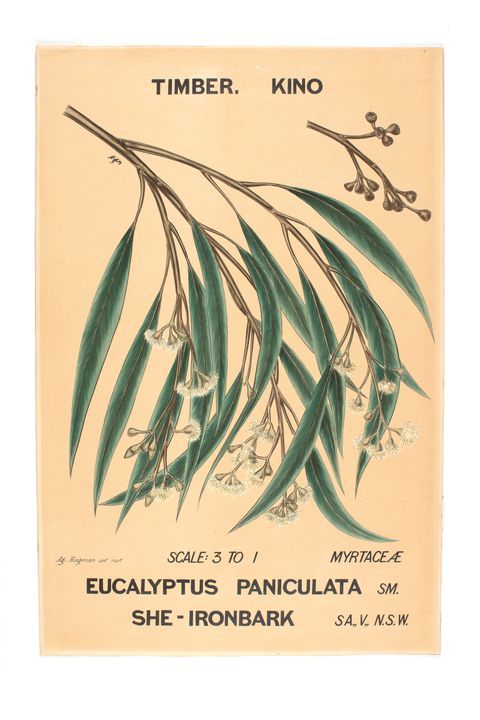 Botanical drawing, 'Eucalyptus paniculata (She-Ironbark)', watercolour, paper / canvas, made by Agard Hagman, Sydney, New South Wales, Australia, 1888