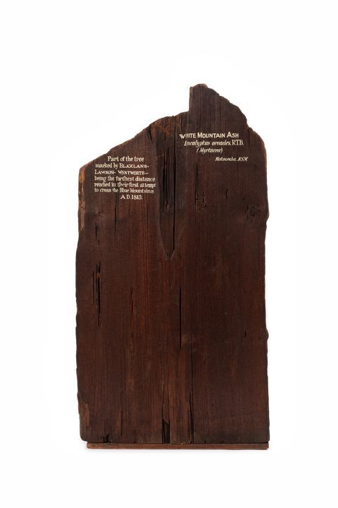 Timber specimen of White Mountain Ash with a smooth, front side and a coarse, uneven back.