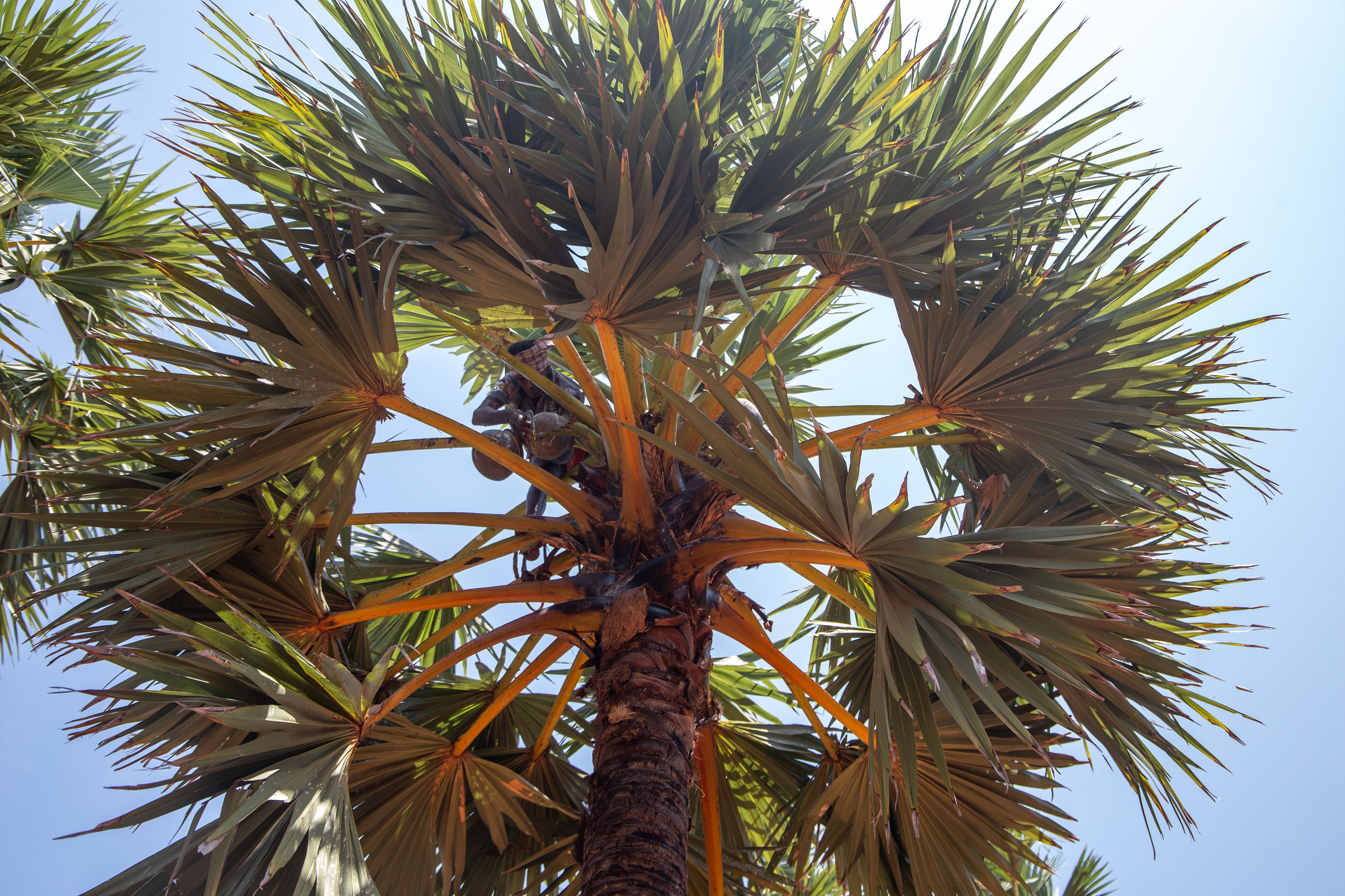 A Tamil palm tree climber at the top of a large palm tree.