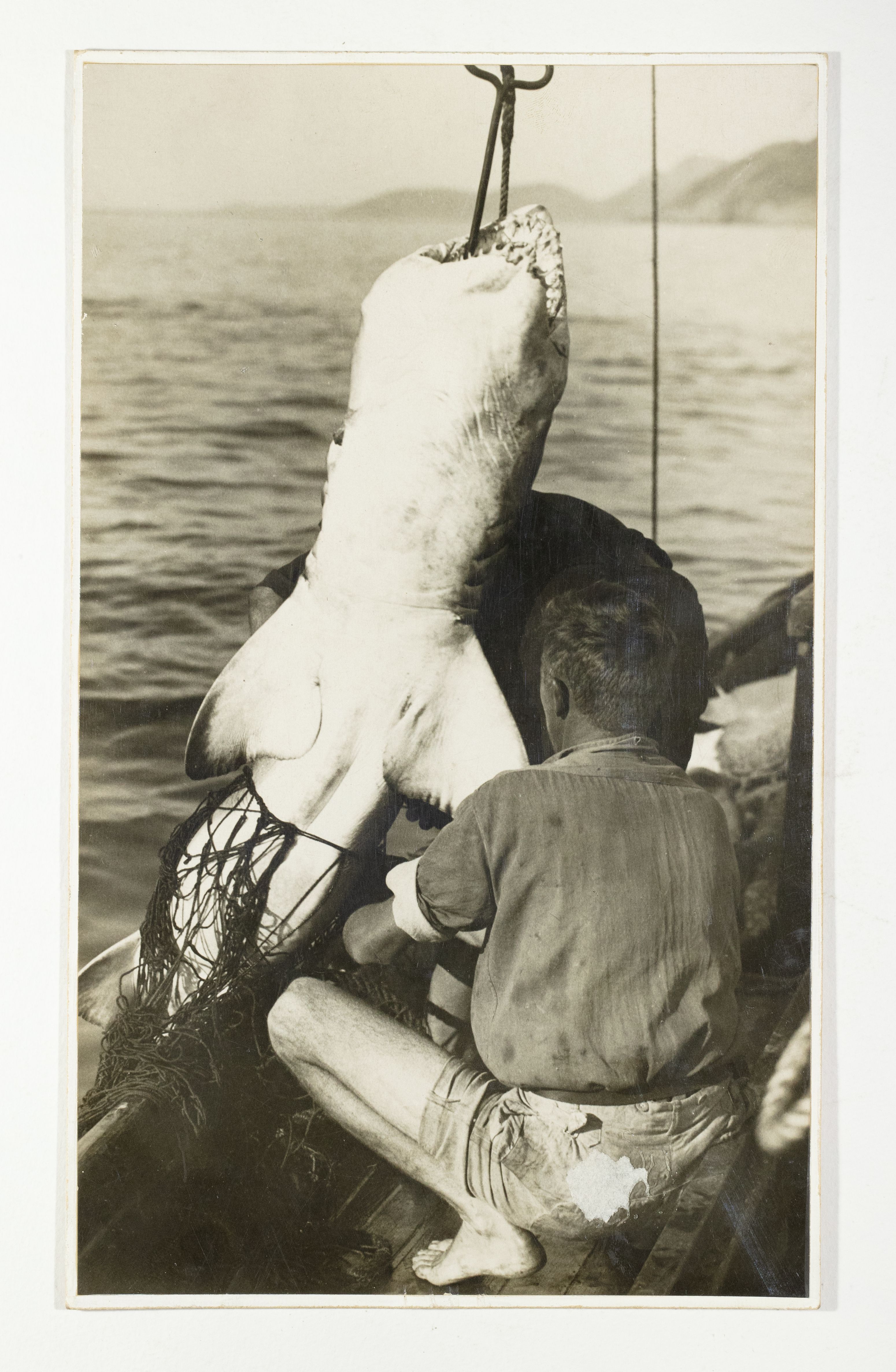 Historic black-and-white photograph of a person in bare feet crouching on a boat before a shark hanging from a hook, with a view of ocean behind.