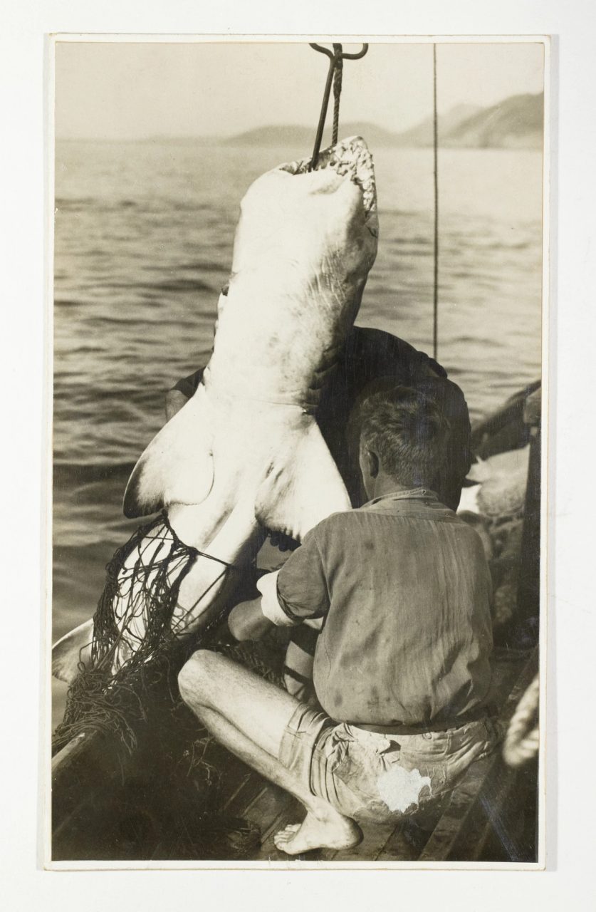 Historic black-and-white photograph of a person in bare feet crouching on a boat before a shark hanging from a hook, with a view of ocean behind.
