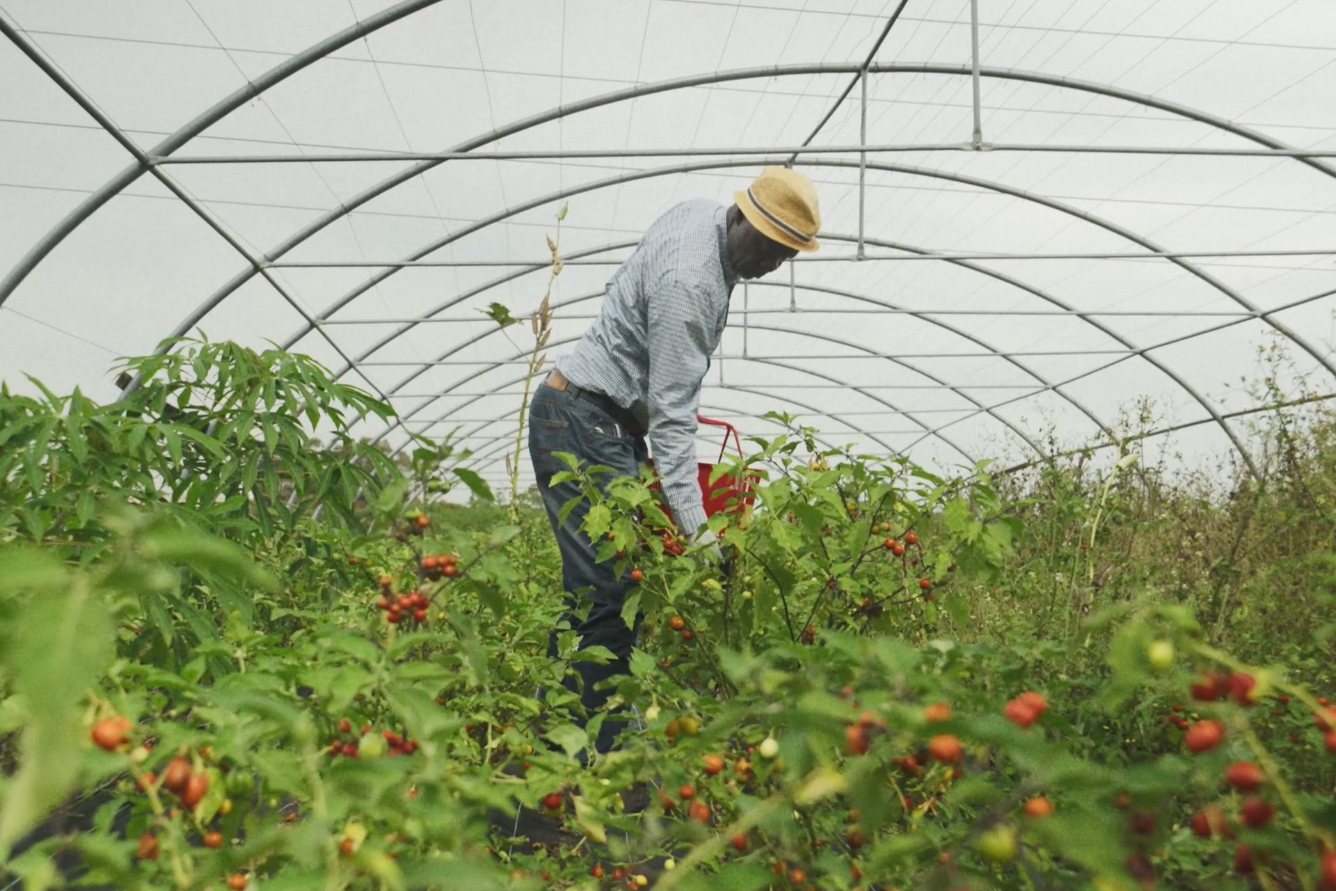 Powerhouse Food: Producers 2