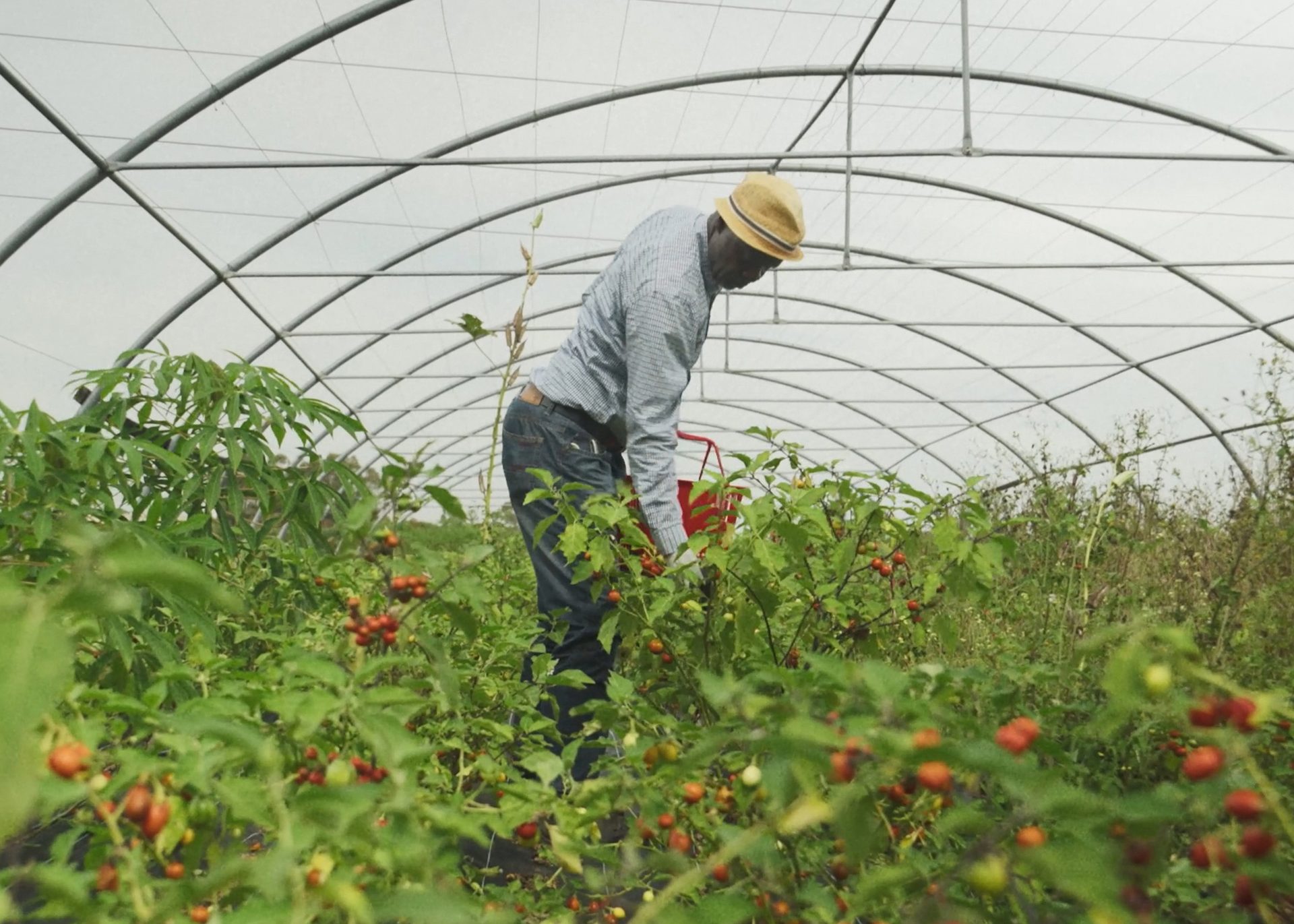 Powerhouse Food: Producers 2