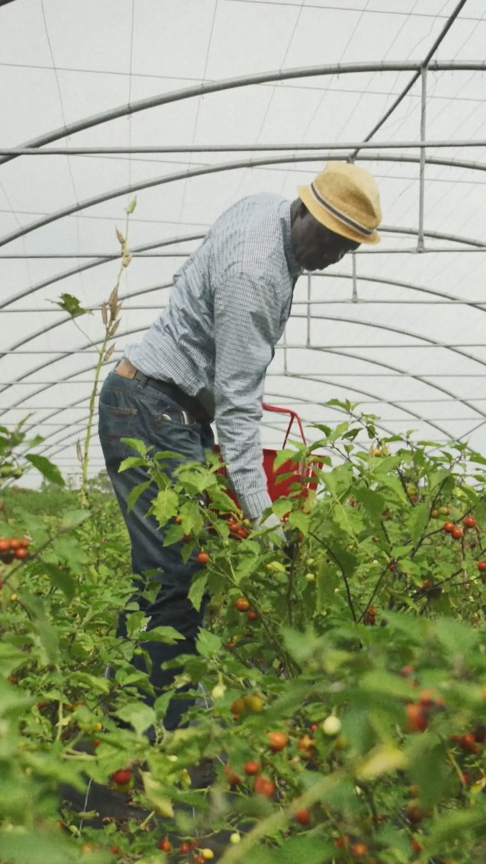 Powerhouse Food: Producers 2 Series Hero