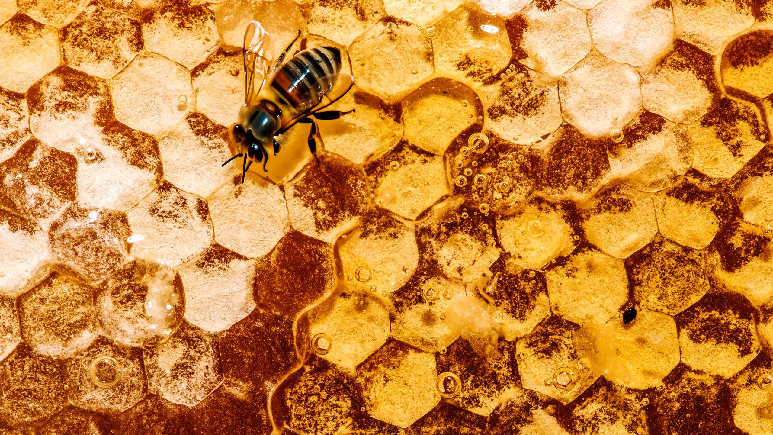 Honeycomb and a bee.