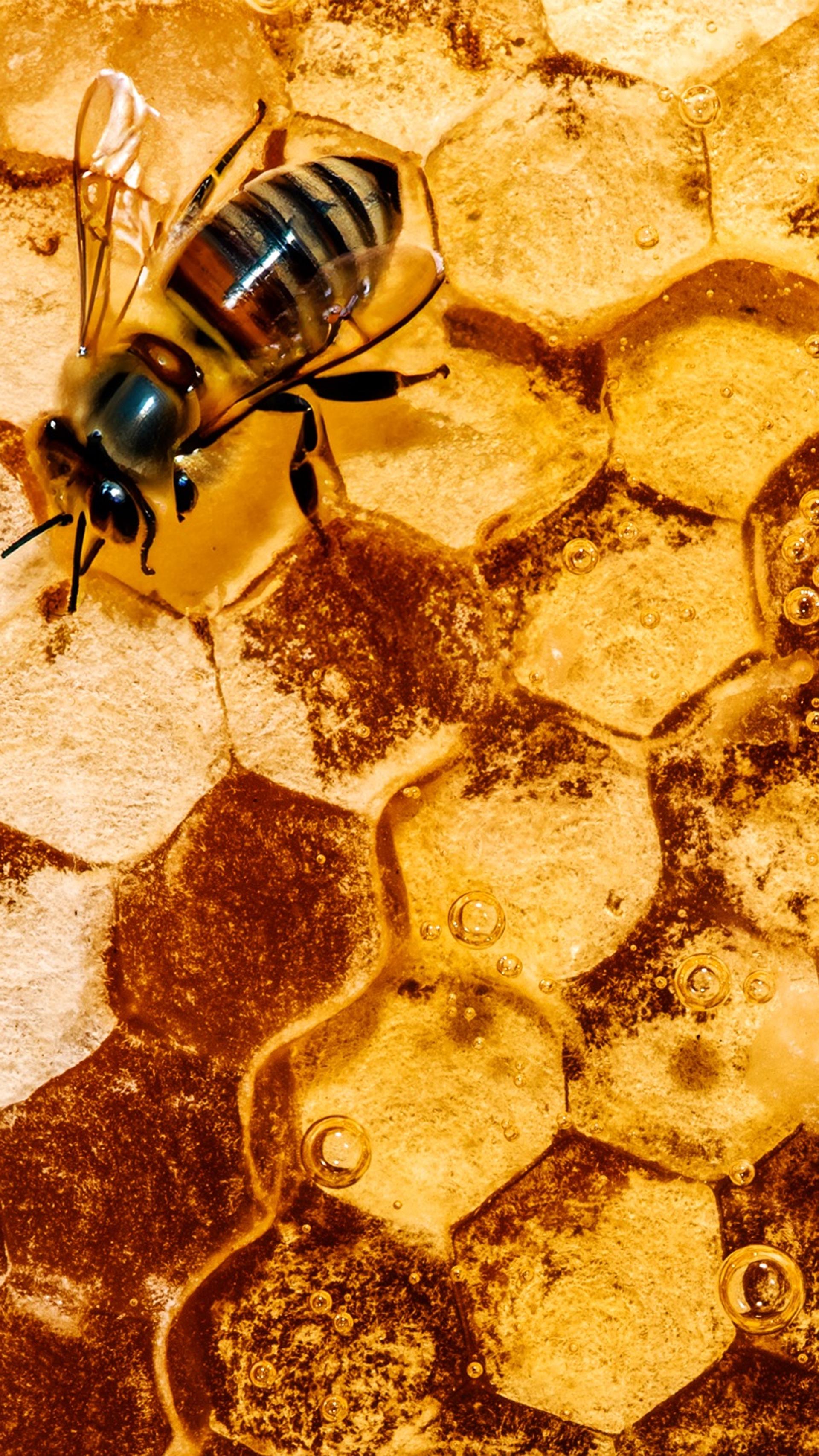 Honeycomb and a bee.