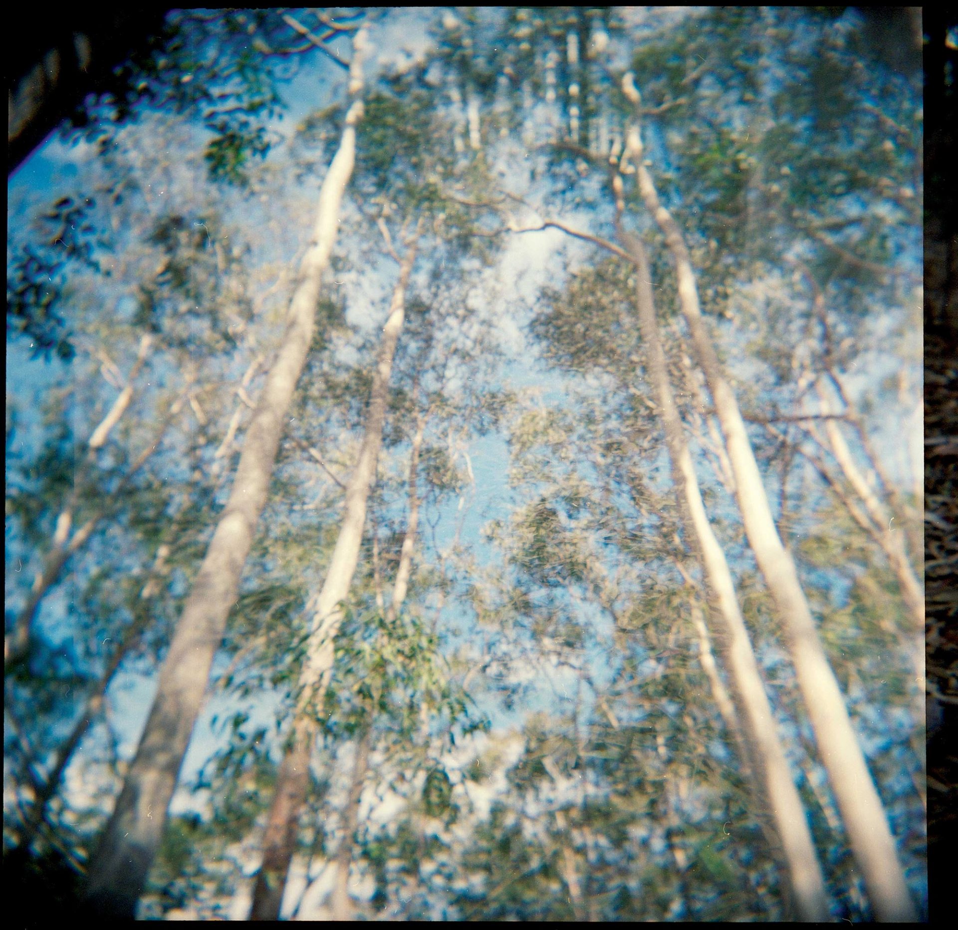 Ant eye view of trees.