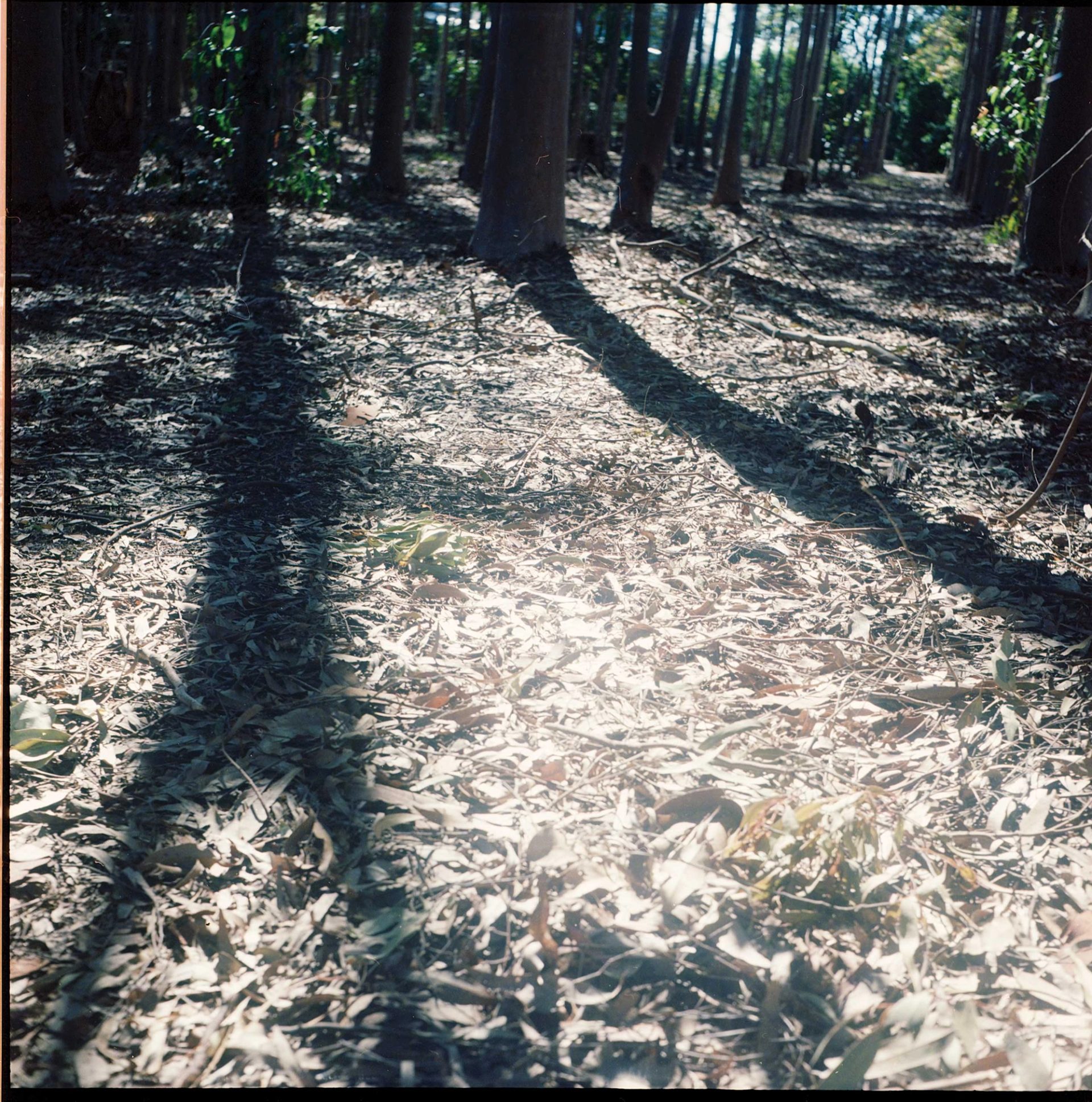 Leaves on ground.