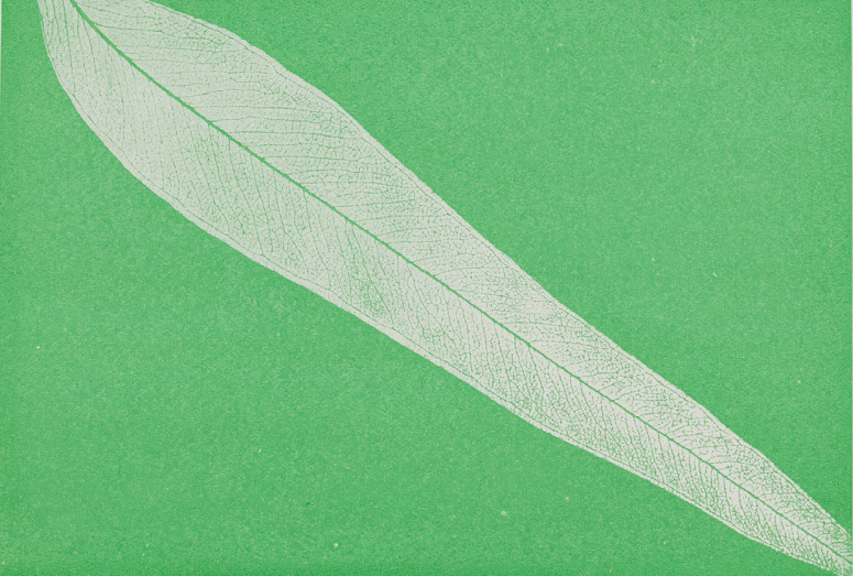 An illustration of a eucalyptus leaf on a bright green background.