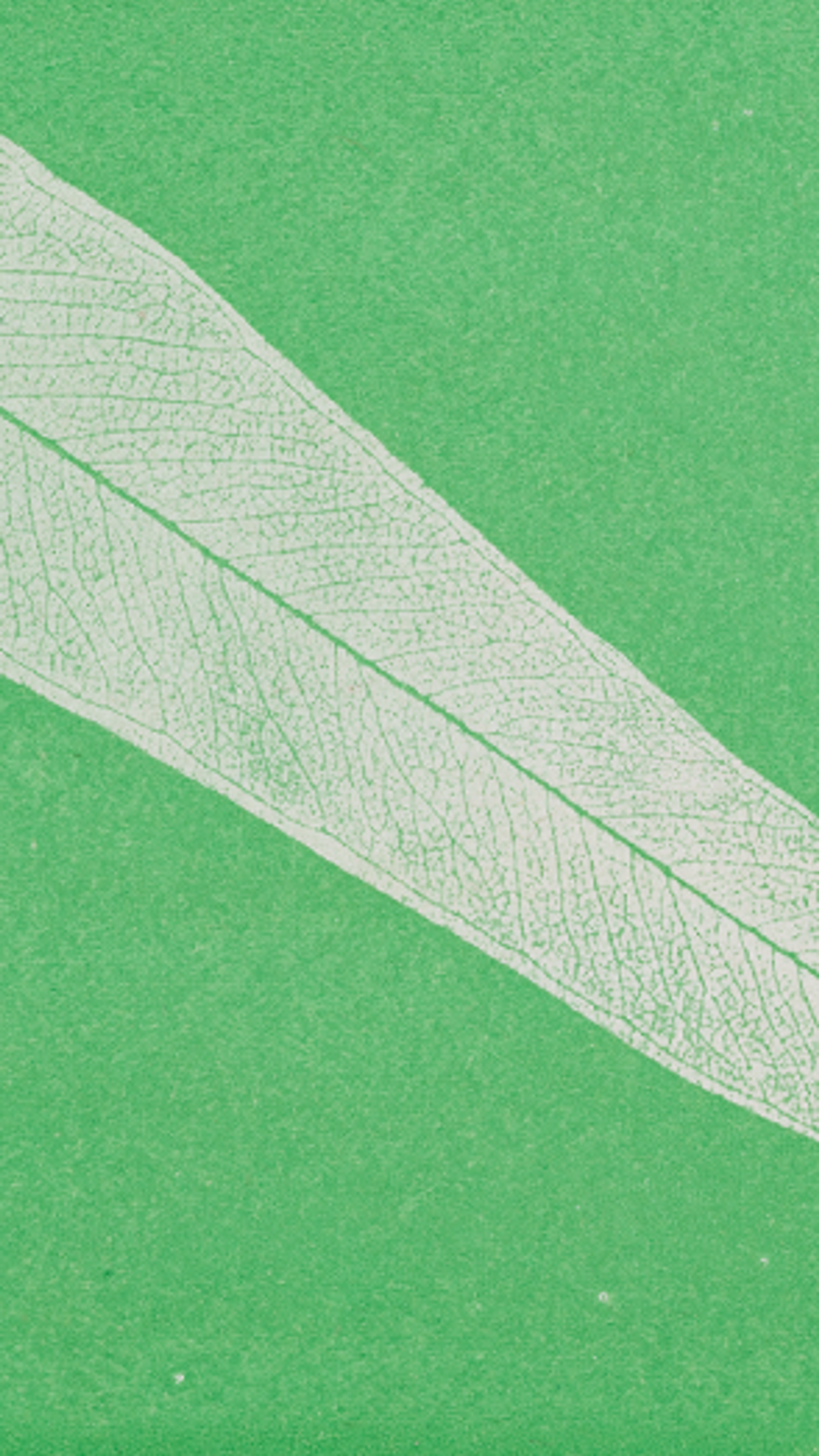 An illustration of a eucalyptus leaf on a bright green background.