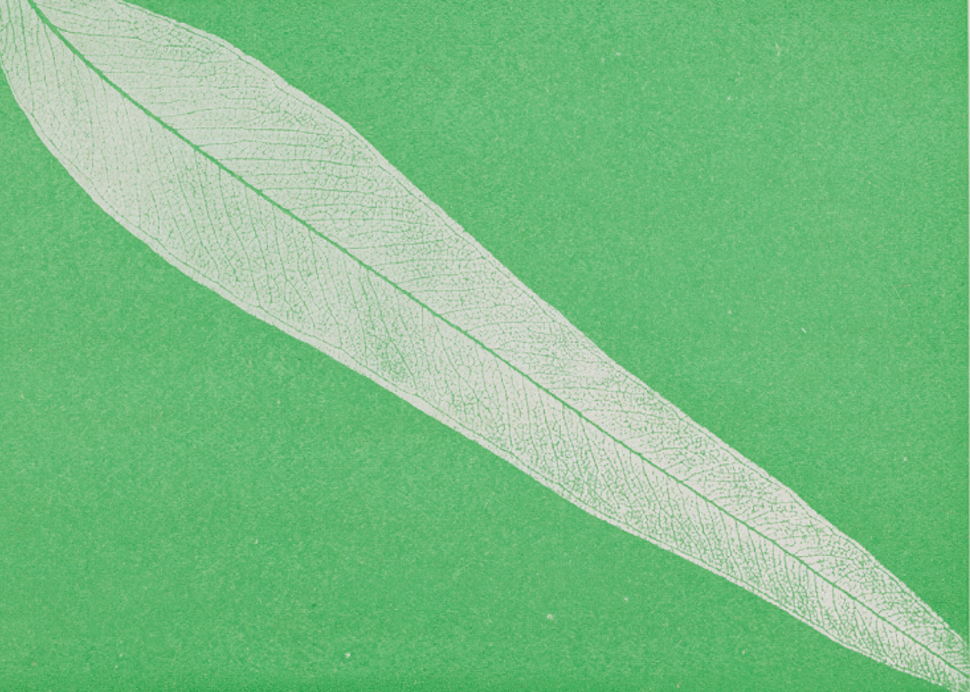 An illustration of a eucalyptus leaf on a bright green background.