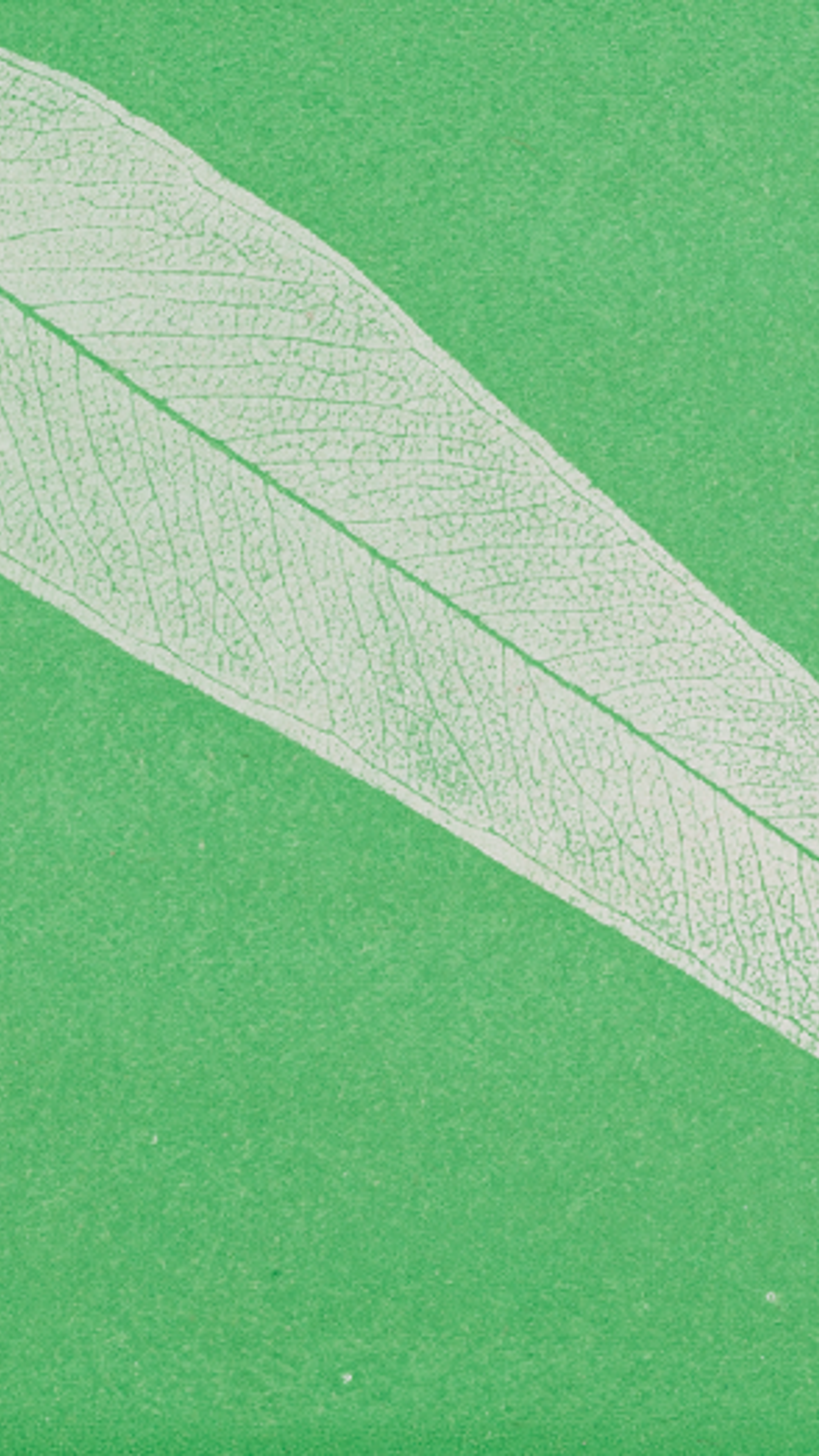 An illustration of a eucalyptus leaf on a bright green background.