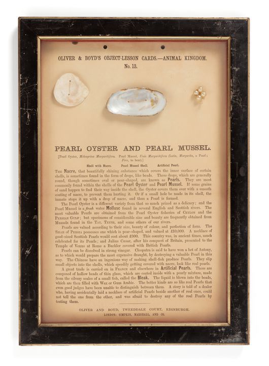 Framed poster of pearl oyster and pearl mussel with written text explaining how pearls form.