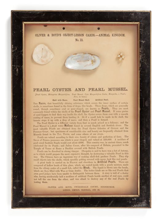Framed poster of pearl oyster and pearl mussel with written text explaining how pearls form.