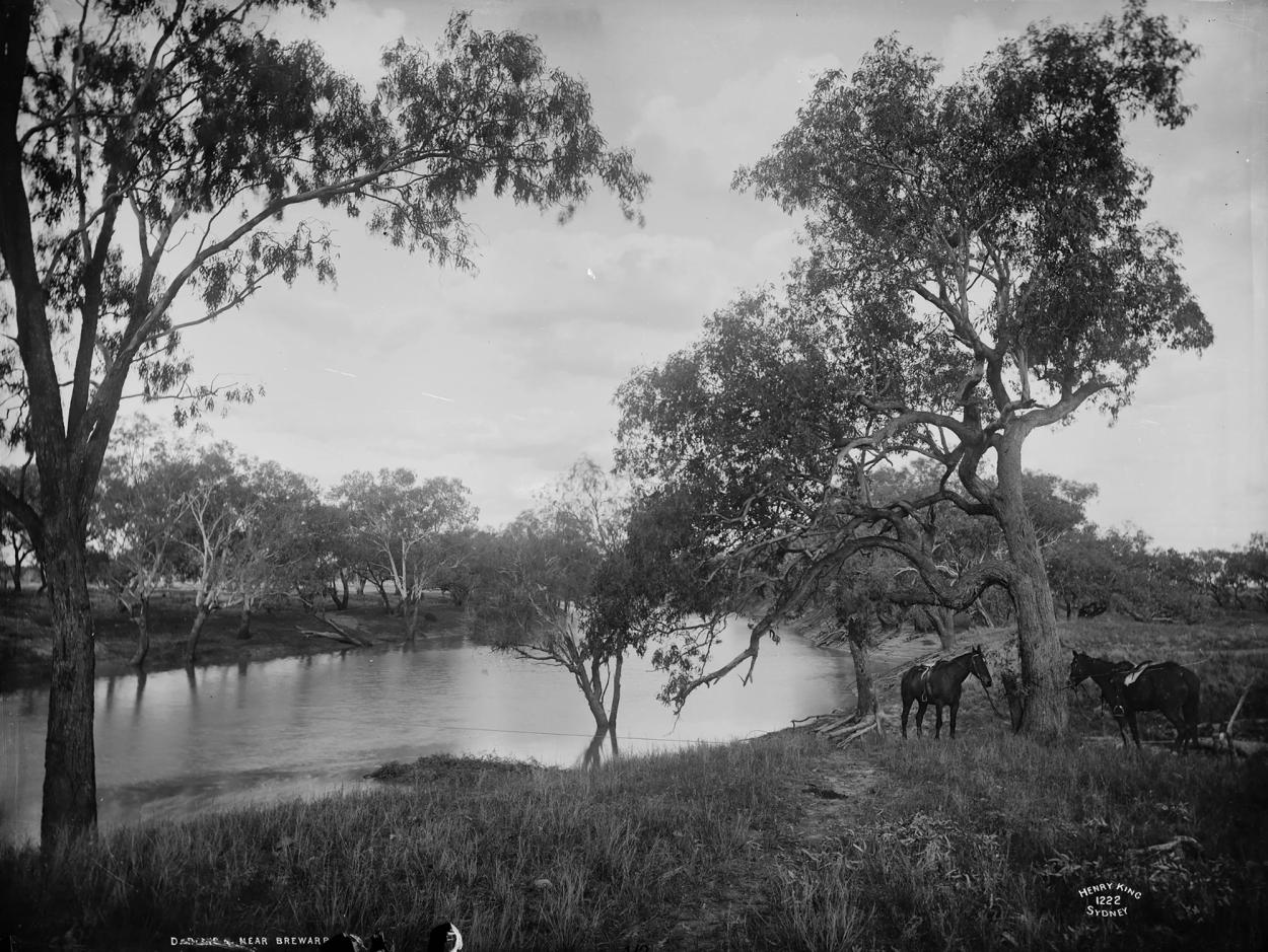 Negative of Darling River with horses tied to trees.