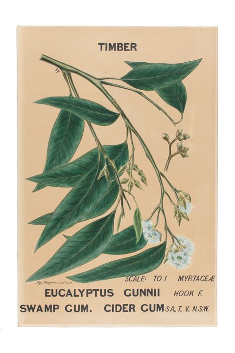 Botanical drawing, 'Eucalyptus Gunnii (Swamp Gum. Cider Gum)', watercolour, paper / canvas, made by Agard Hagman, Sydney, New South Wales, Australia, 1887–1888