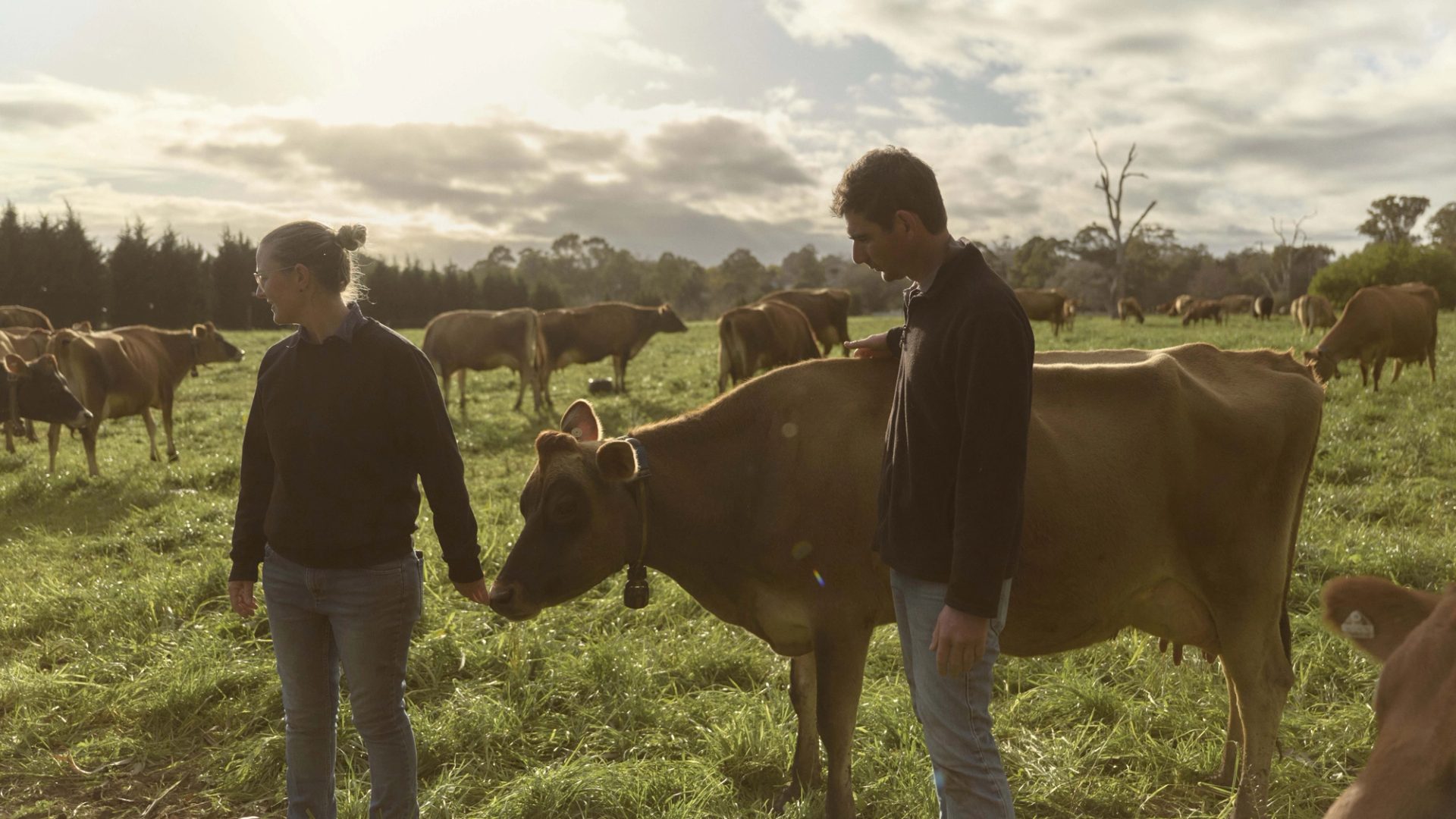 Two people standing next to a cow in a field of cows.