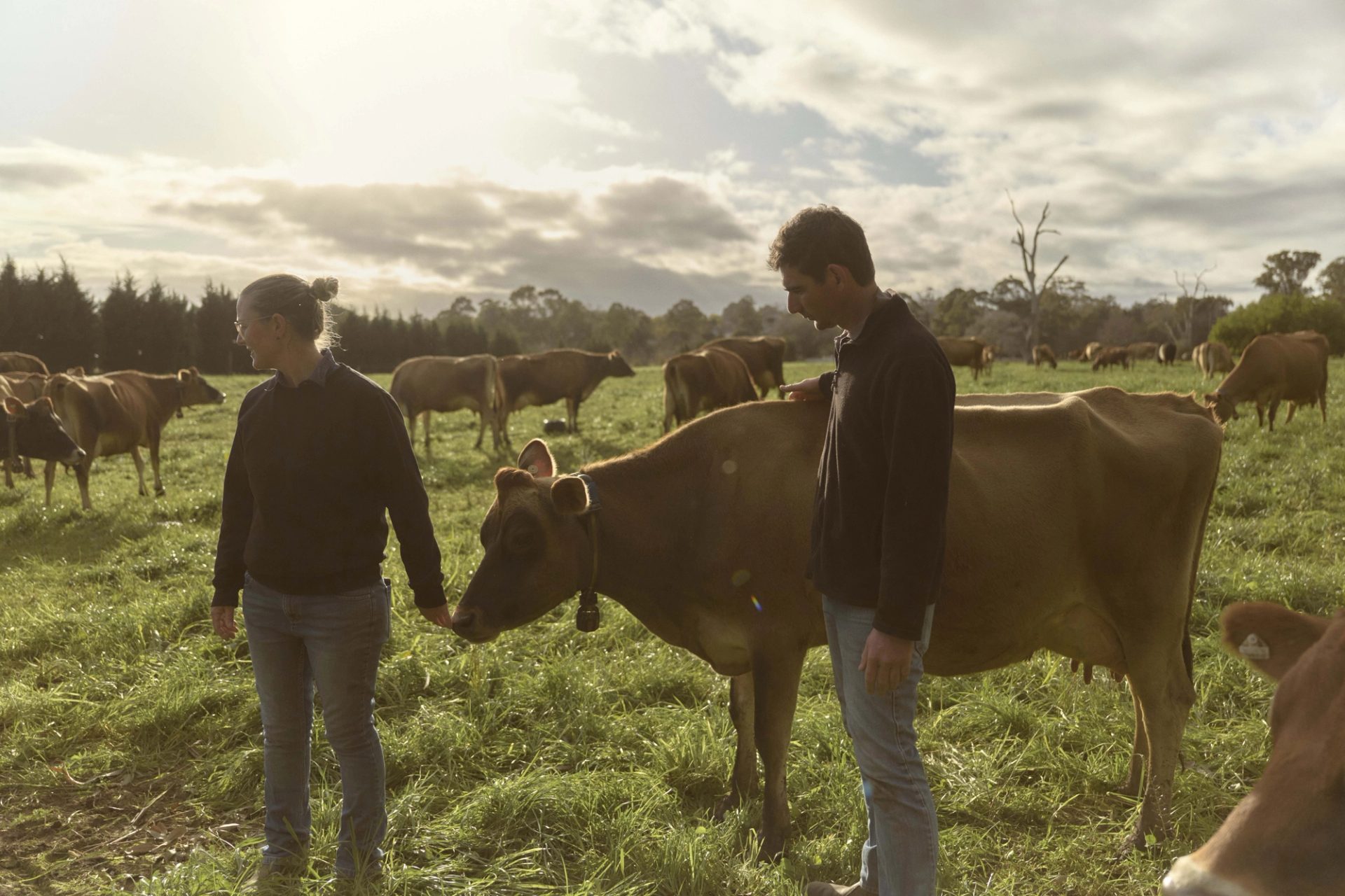 Two people standing next to a cow in a field of cows.