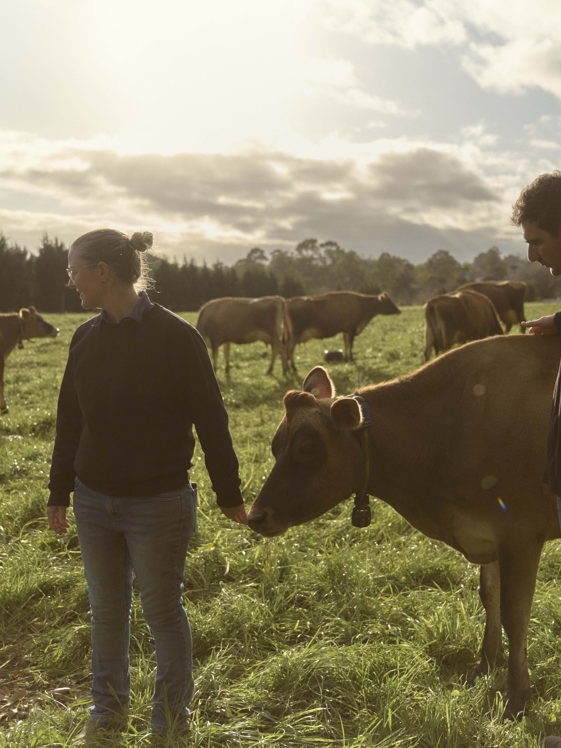Two people standing next to a cow in a field of cows.
