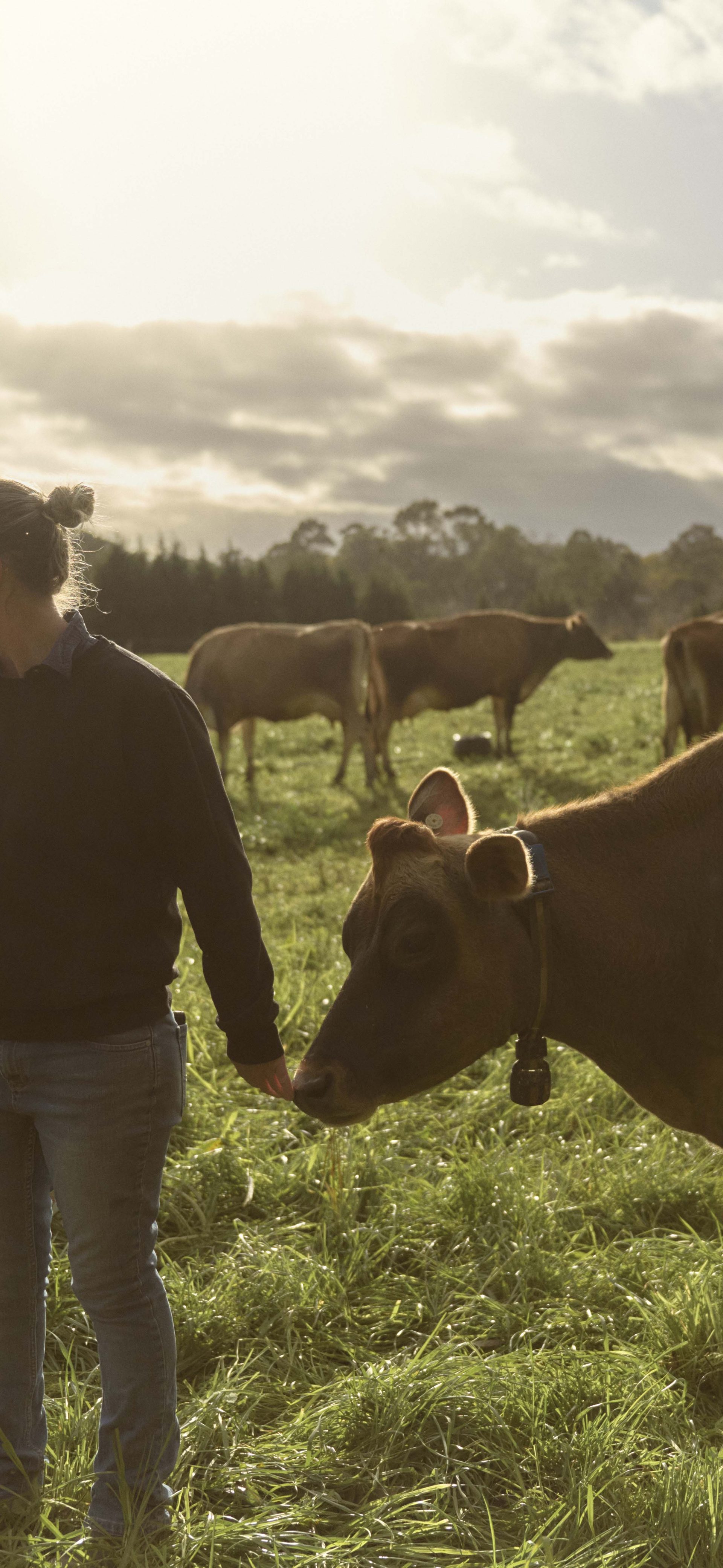 Two people standing next to a cow in a field of cows.