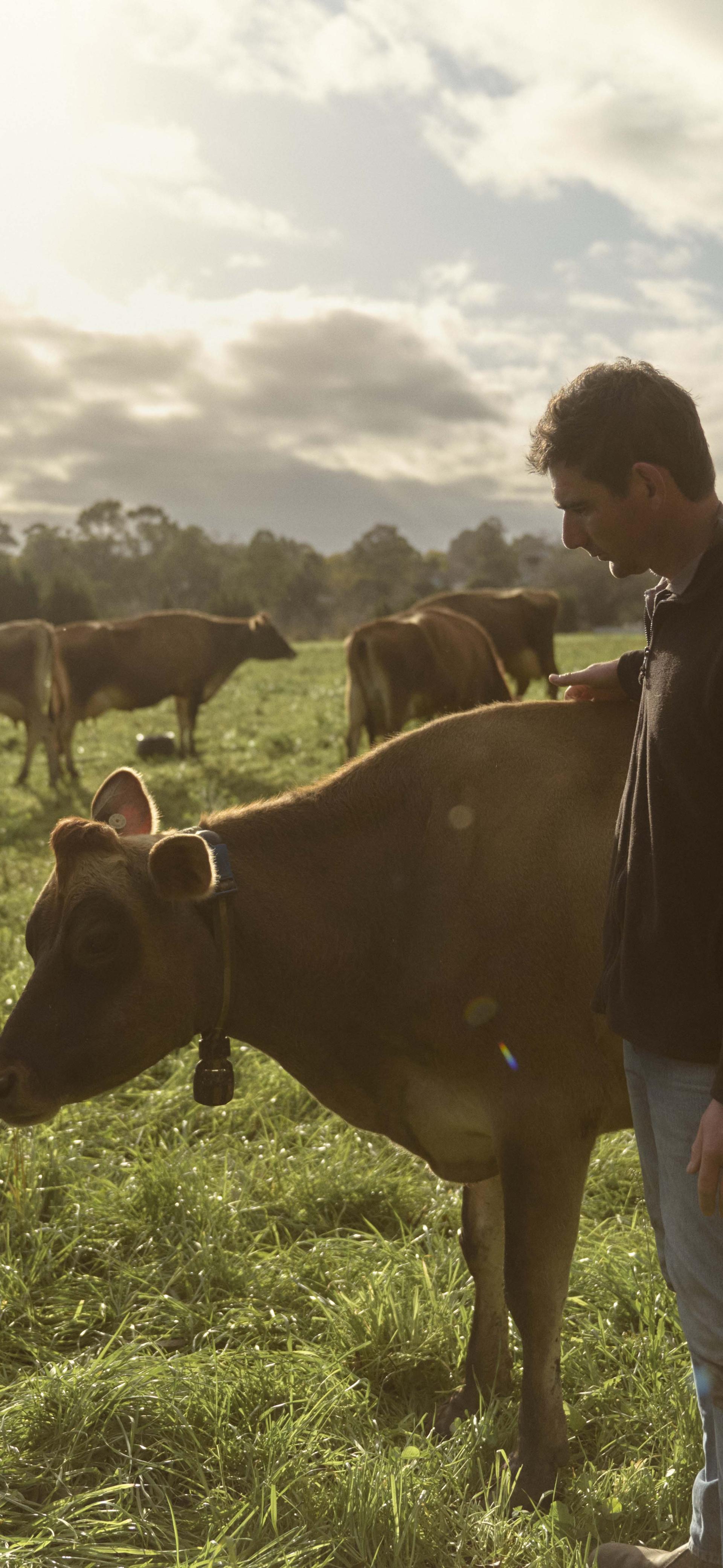 Two people standing next to a cow in a field of cows.