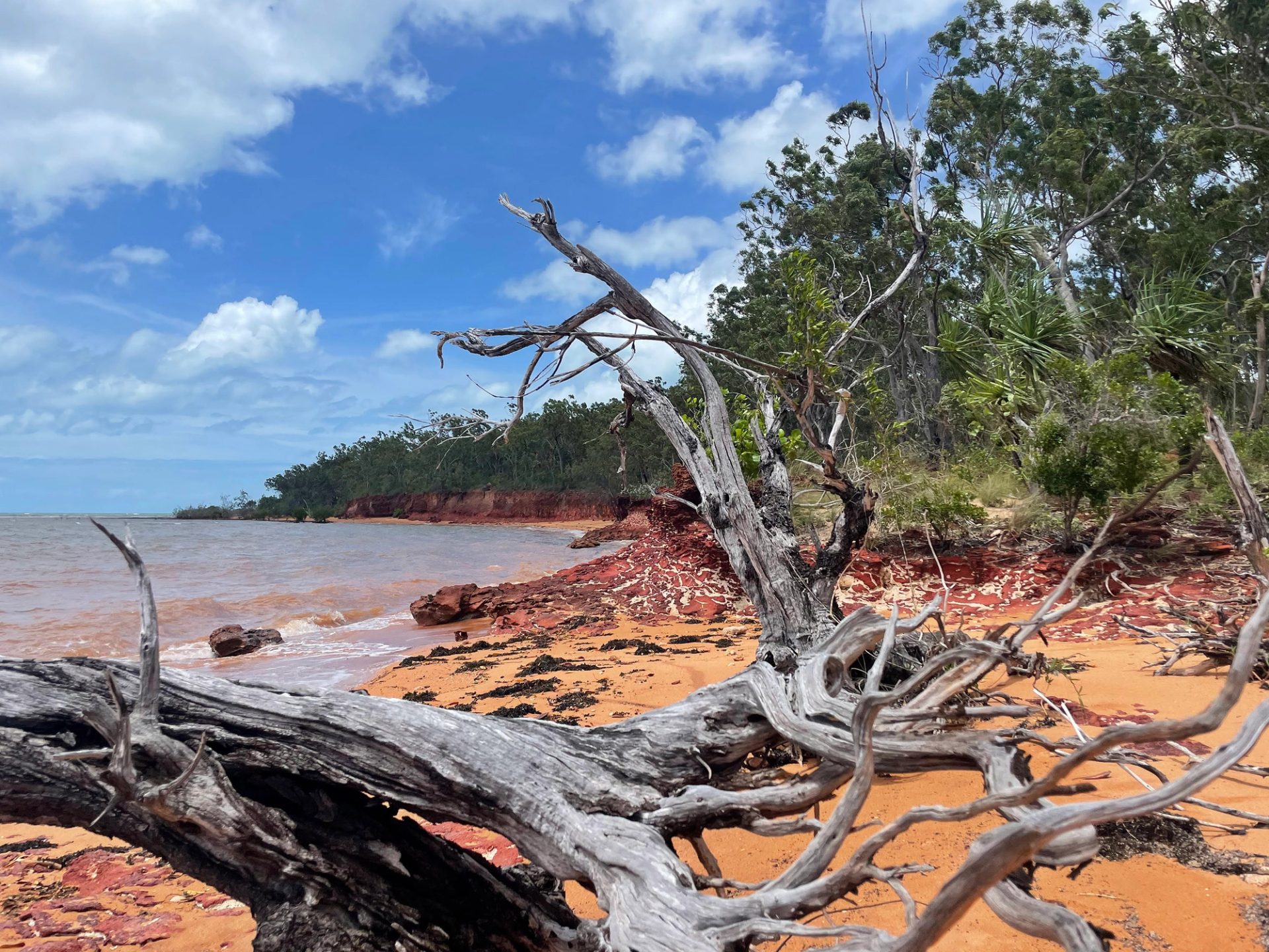The twisted grey trunk of a tree laying on burnt orange sand. There are green trees in the background, the ocean is flat and the sky is blue.