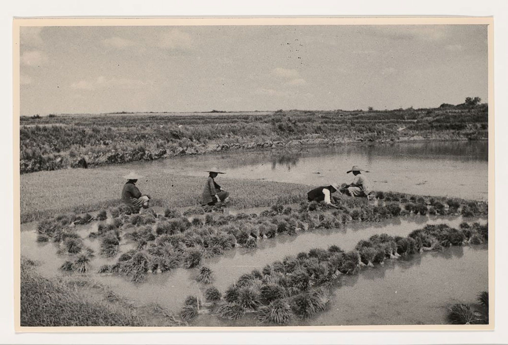 Black and white photograph, depicting people in rice field.