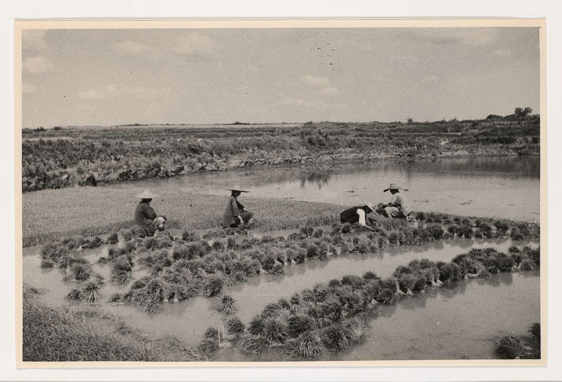 Black and white photograph, depicting people in rice field.