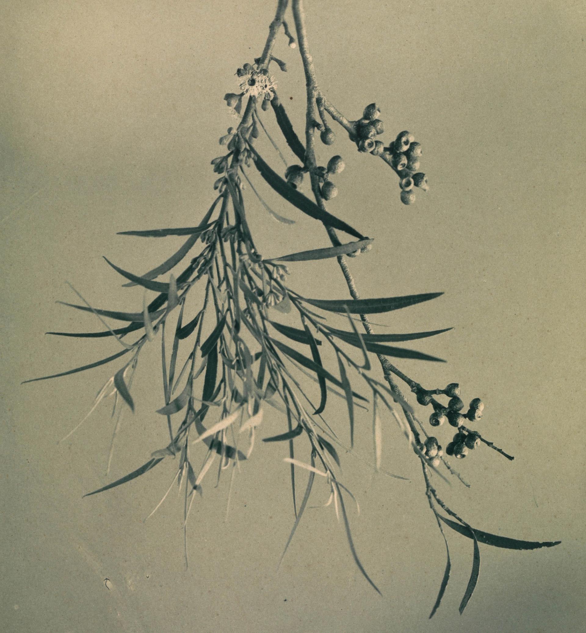 Eucalyptus leaves and gum nuts photographed in sepia.