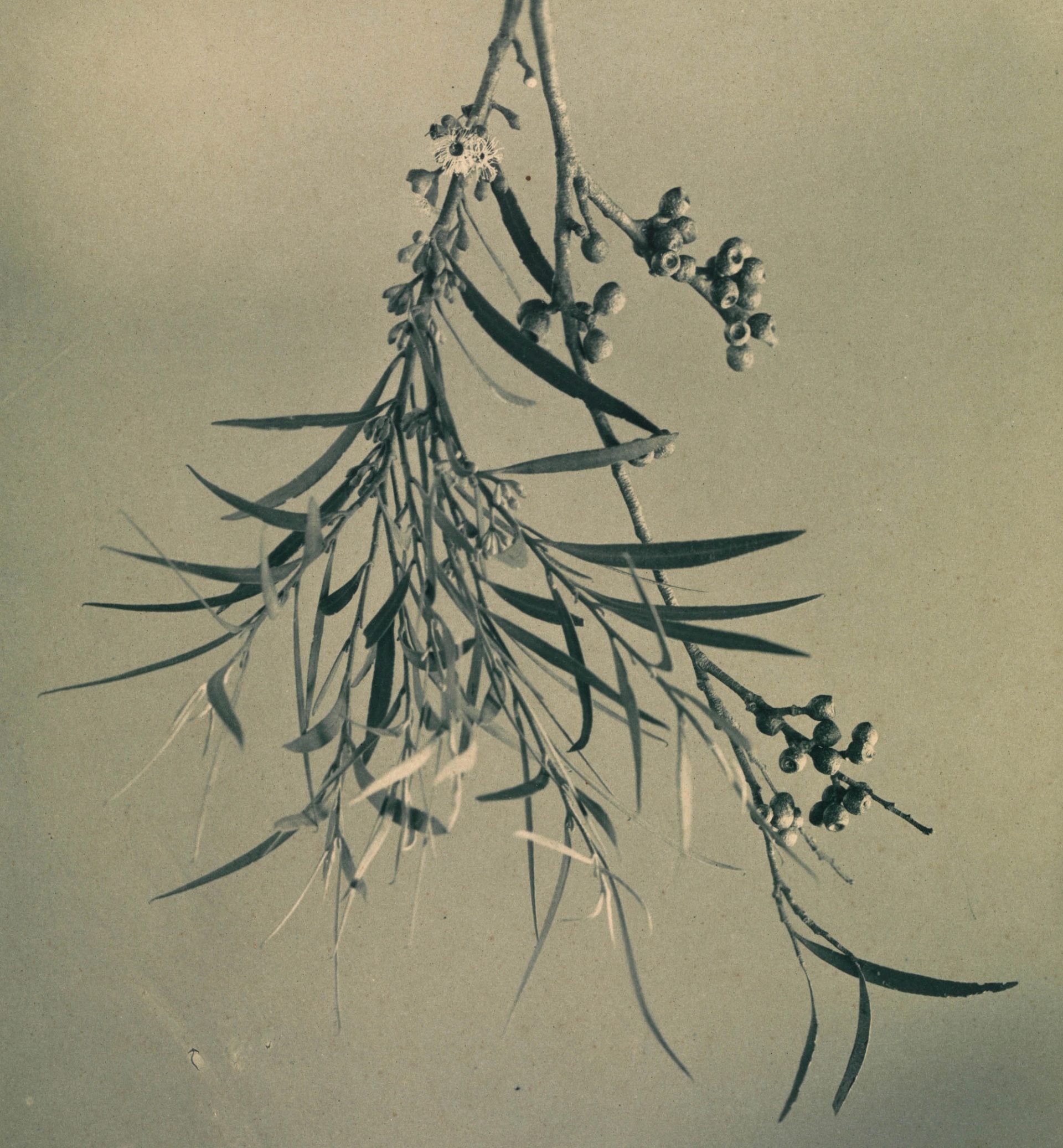 Eucalyptus leaves and gum nuts photographed in sepia.