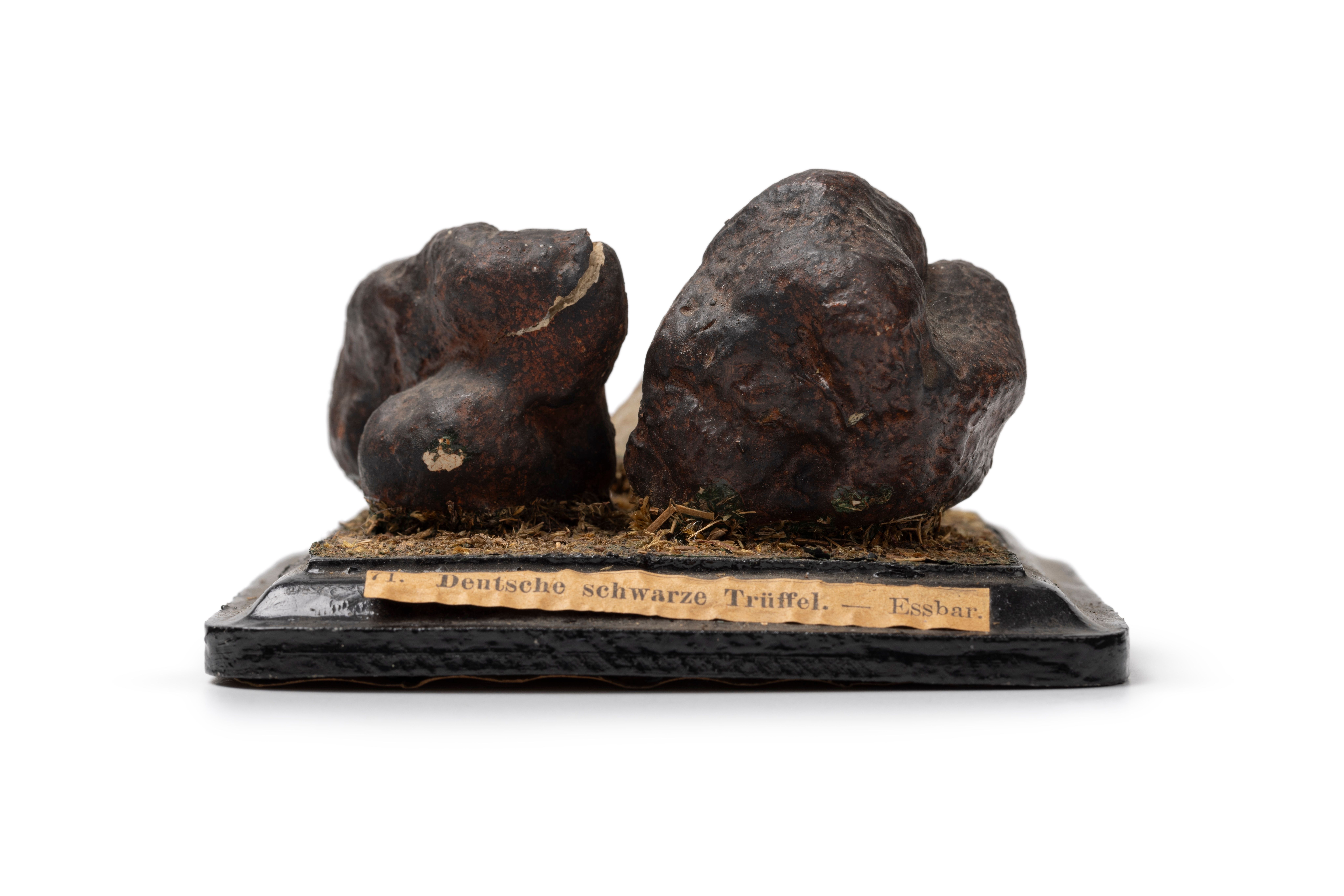 Plaster and papier-mâché models of two truffles. One is whole and the other is sliced open.