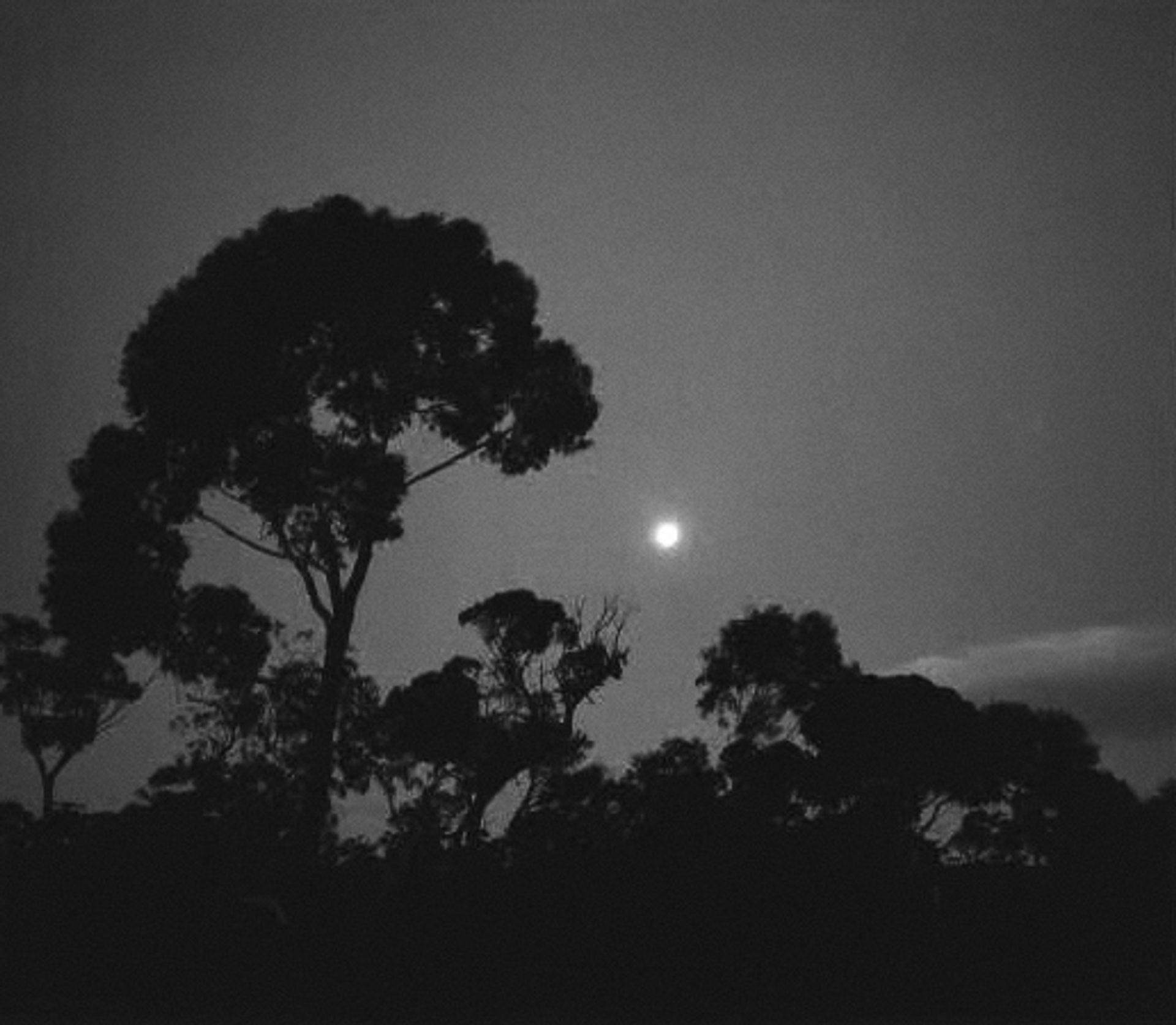 Moon rising behind gum trees silhouettes.