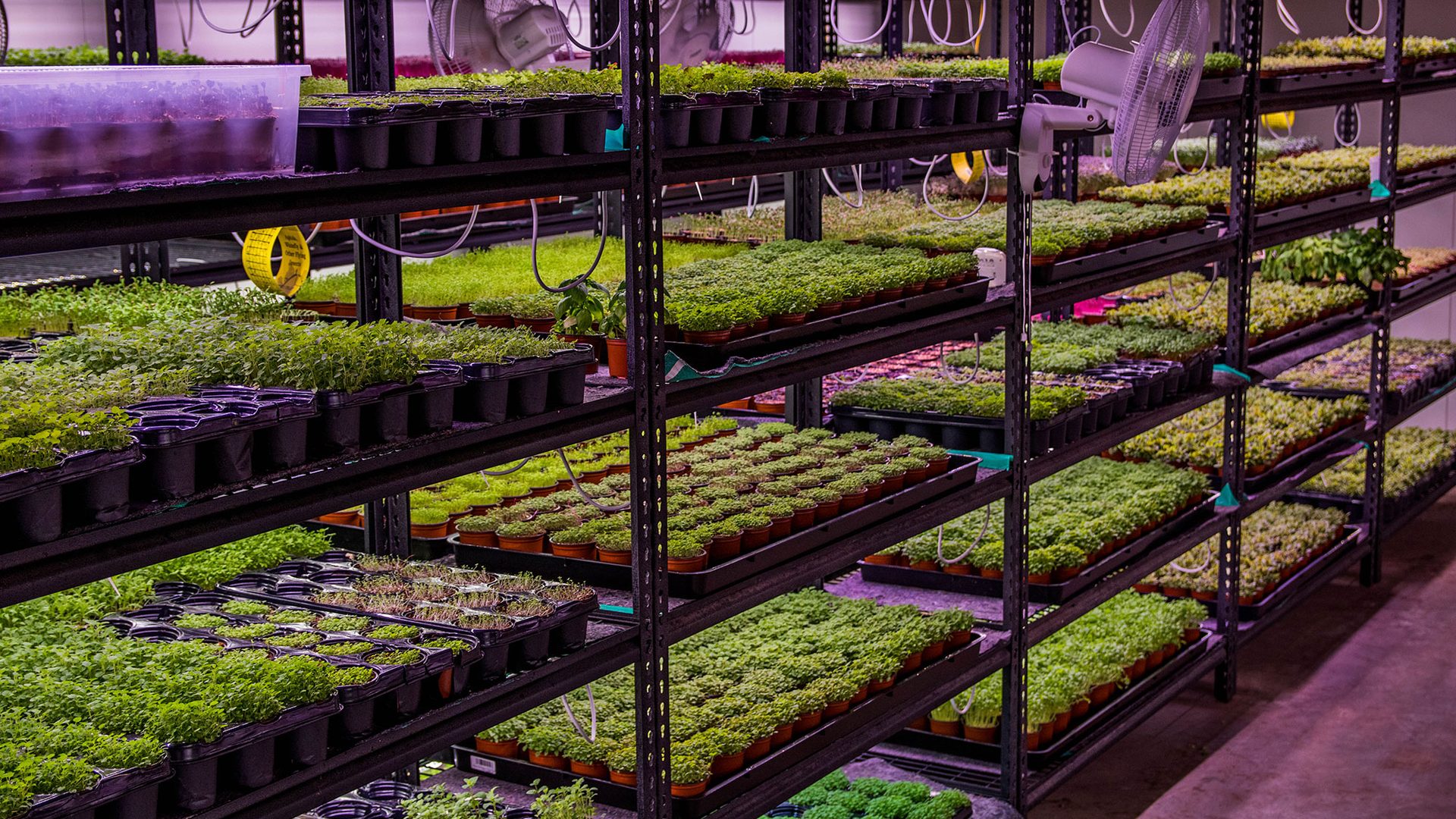 A series of hydroponic farms growing greenery under purple lights inside a warehouse.