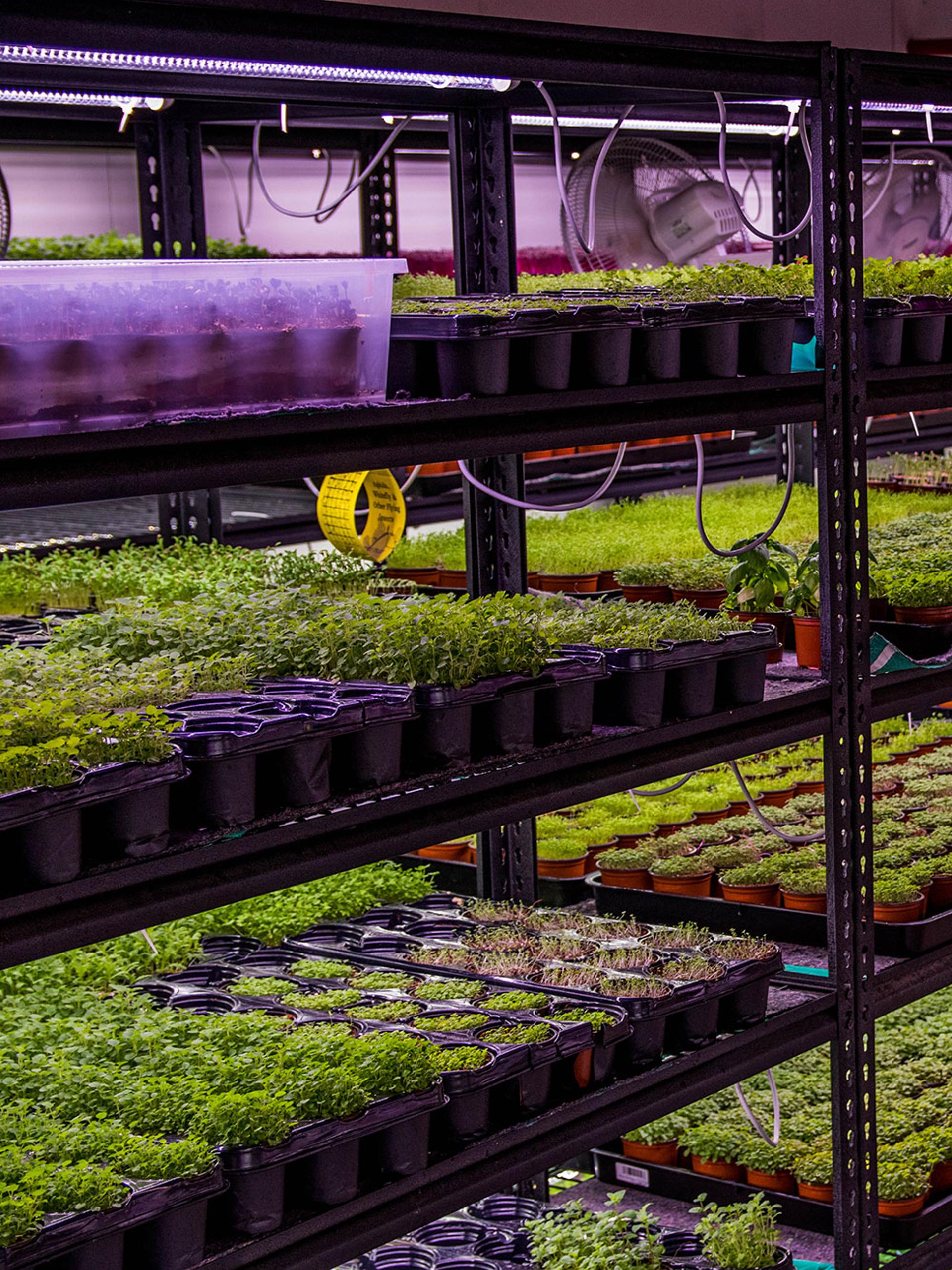 A series of hydroponic farms growing greenery under purple lights inside a warehouse.