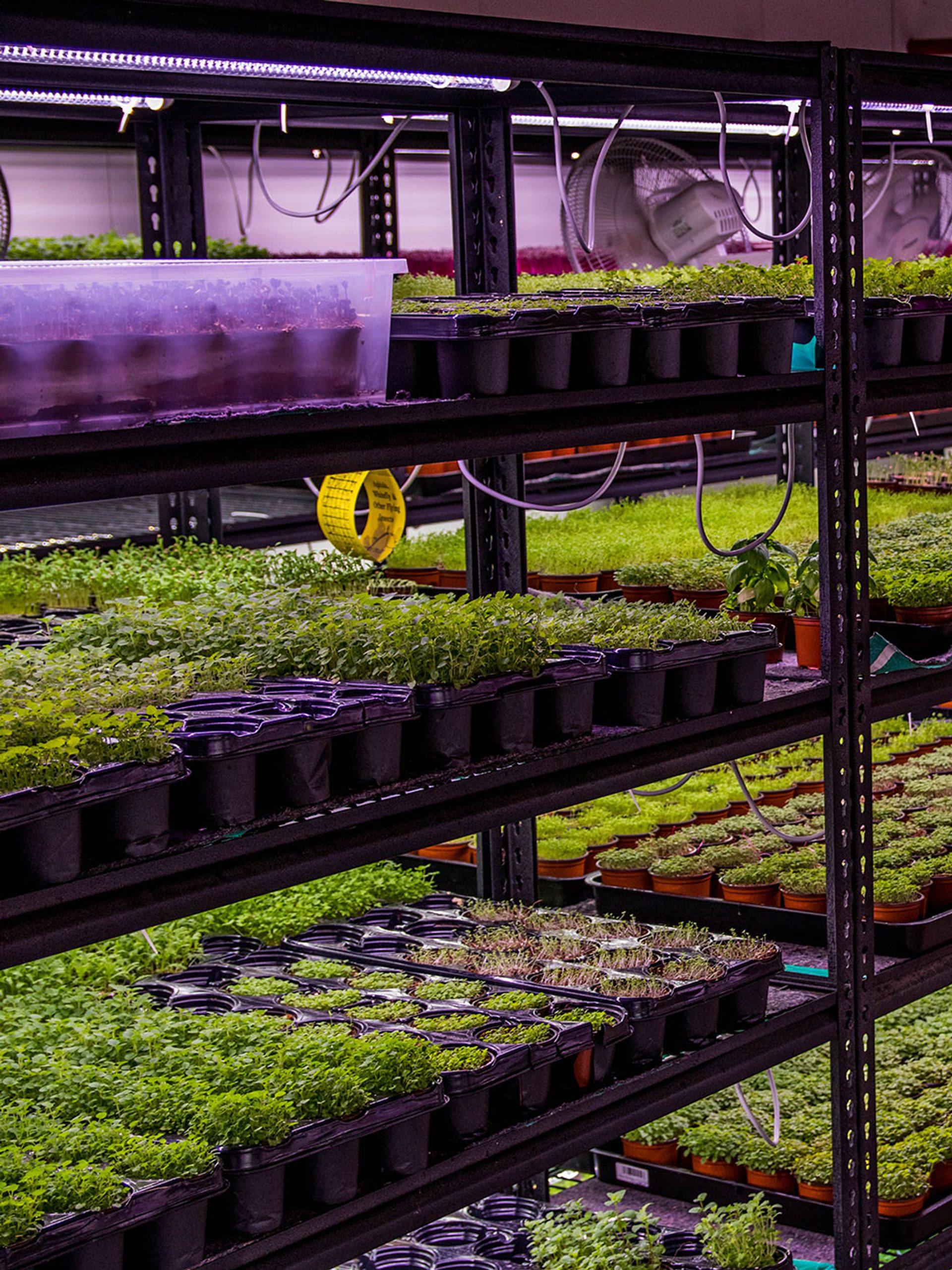 A series of hydroponic farms growing greenery under purple lights inside a warehouse.