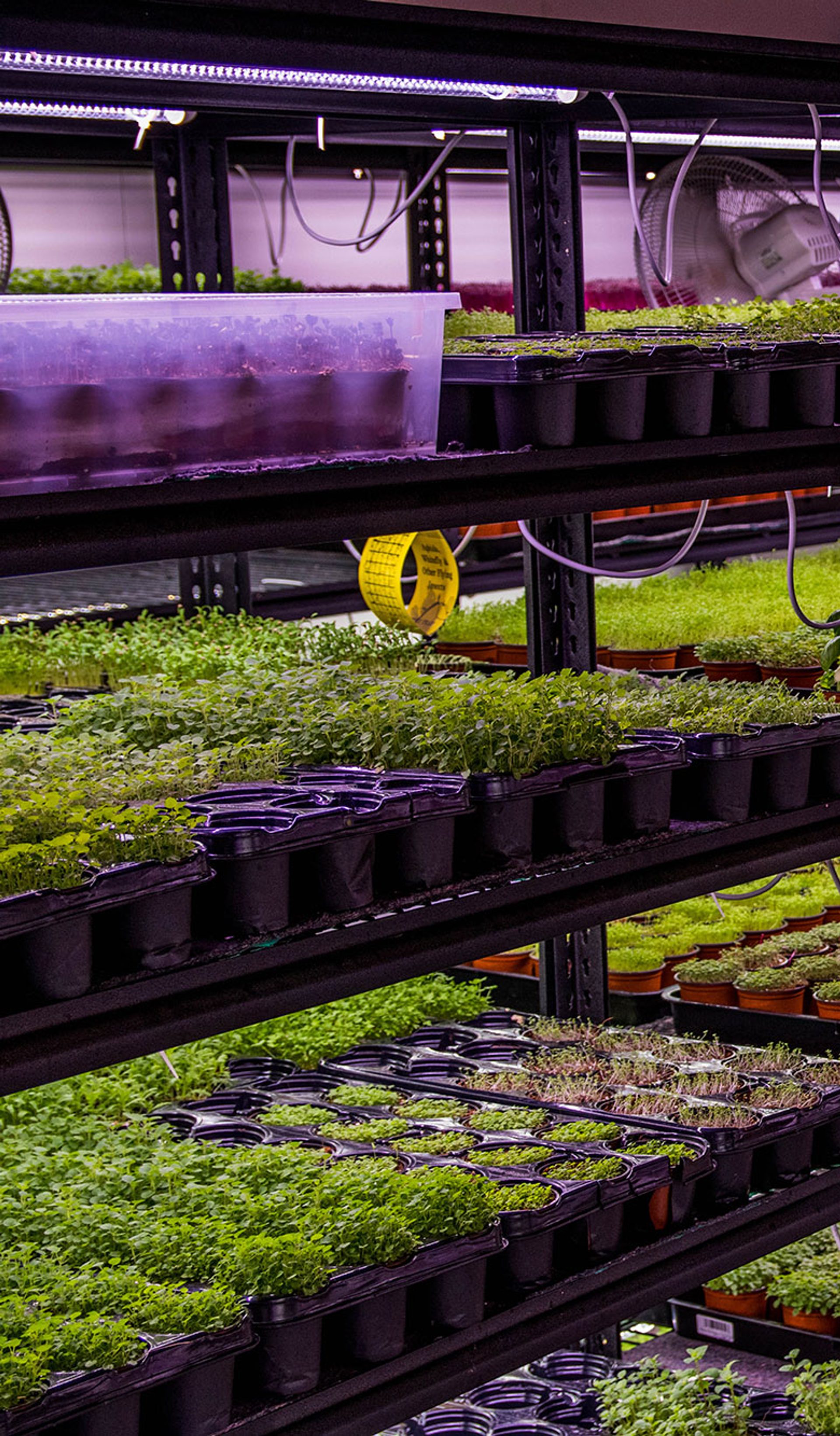 A series of hydroponic farms growing greenery under purple lights inside a warehouse.