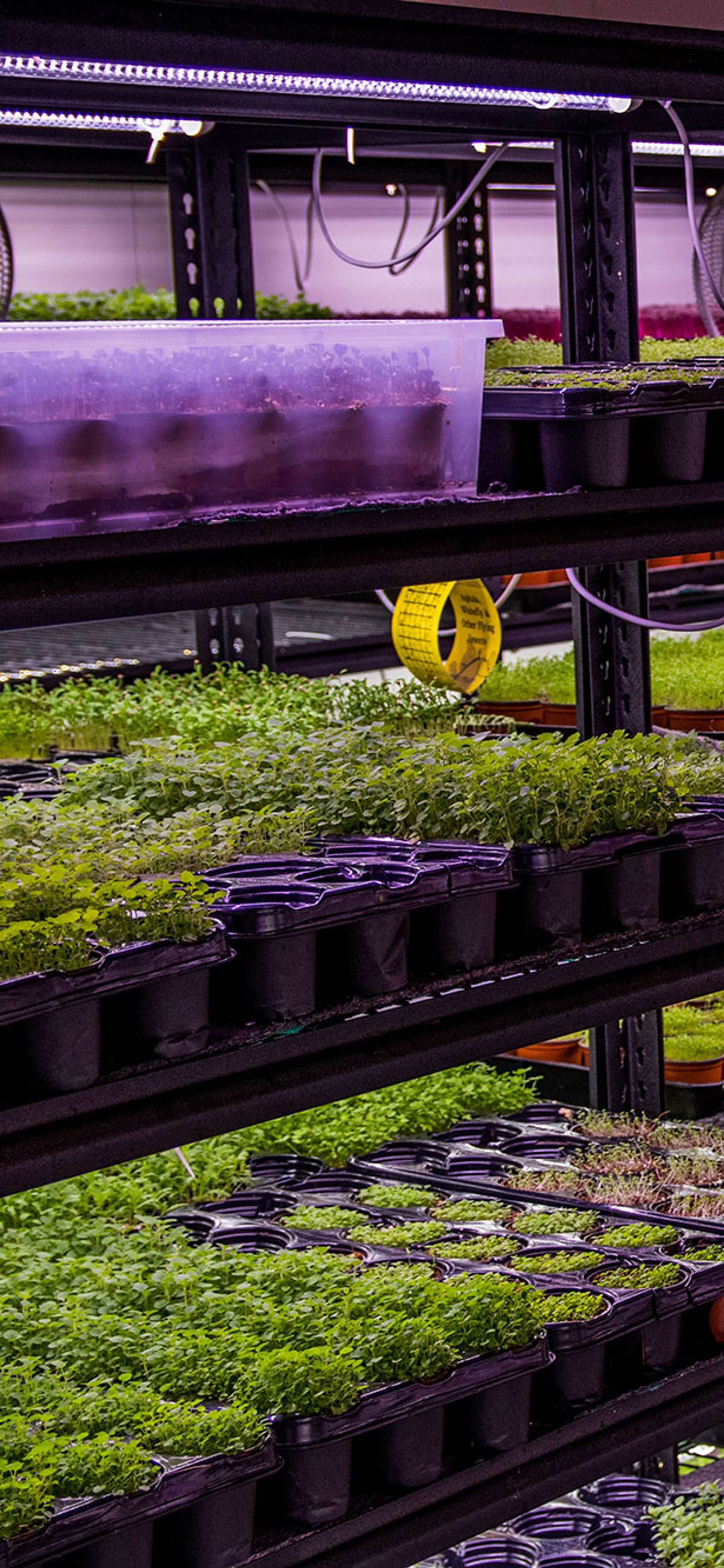Urban Farming Under Sydney’s CBD